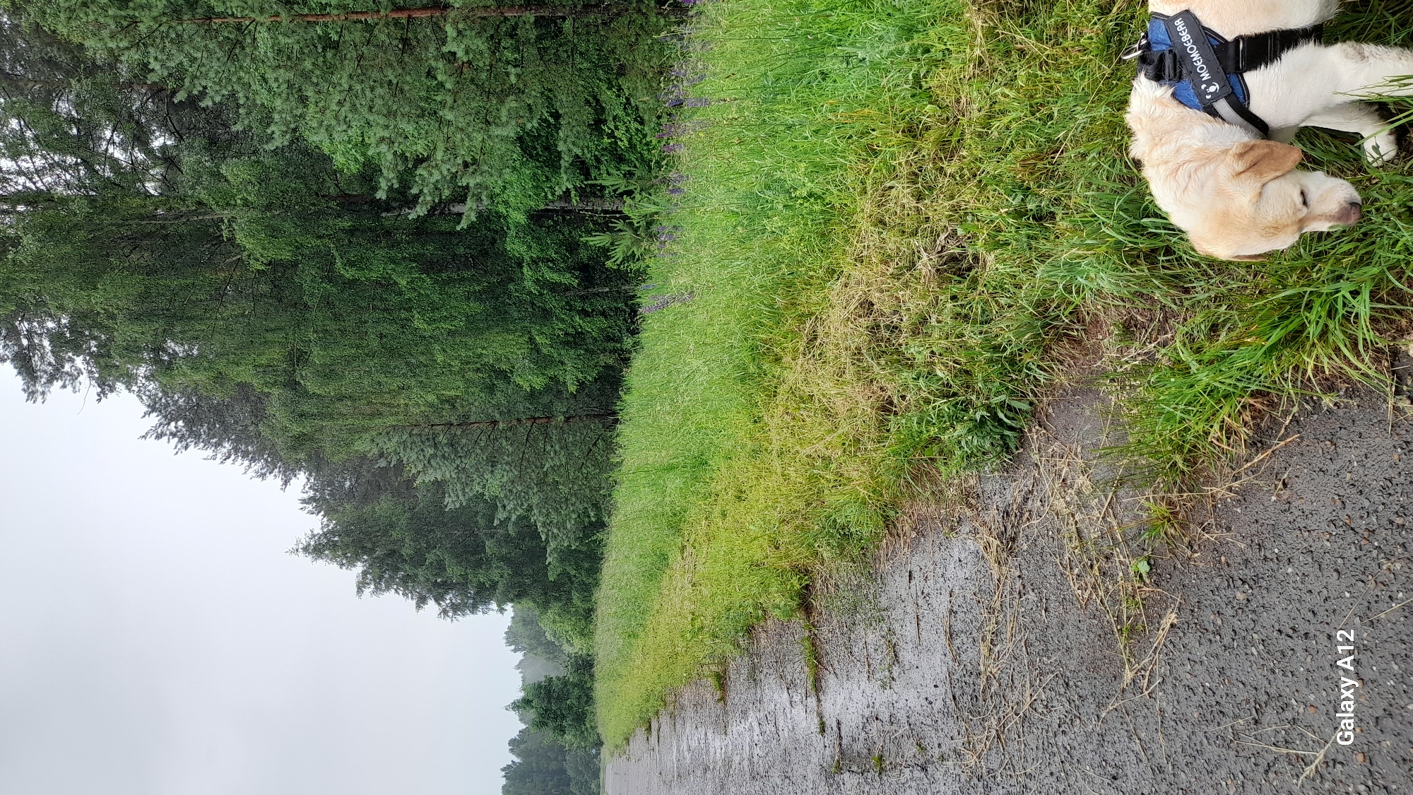 The image depicts a dog, a Labrador Retriever, with a harness, sniffing in a grassy area beside a wet, paved path. The path is lined with overgrown grass and vegetation, and a dense forest of various trees forms the background. The sky is overcast and the overall scene suggests a natural, possibly rural, environment. The text "Galaxy A12" is visible in the bottom left corner, indicating the device used to capture the image. There is no visible indication of the city of Марковский, Russia, within the image itself.