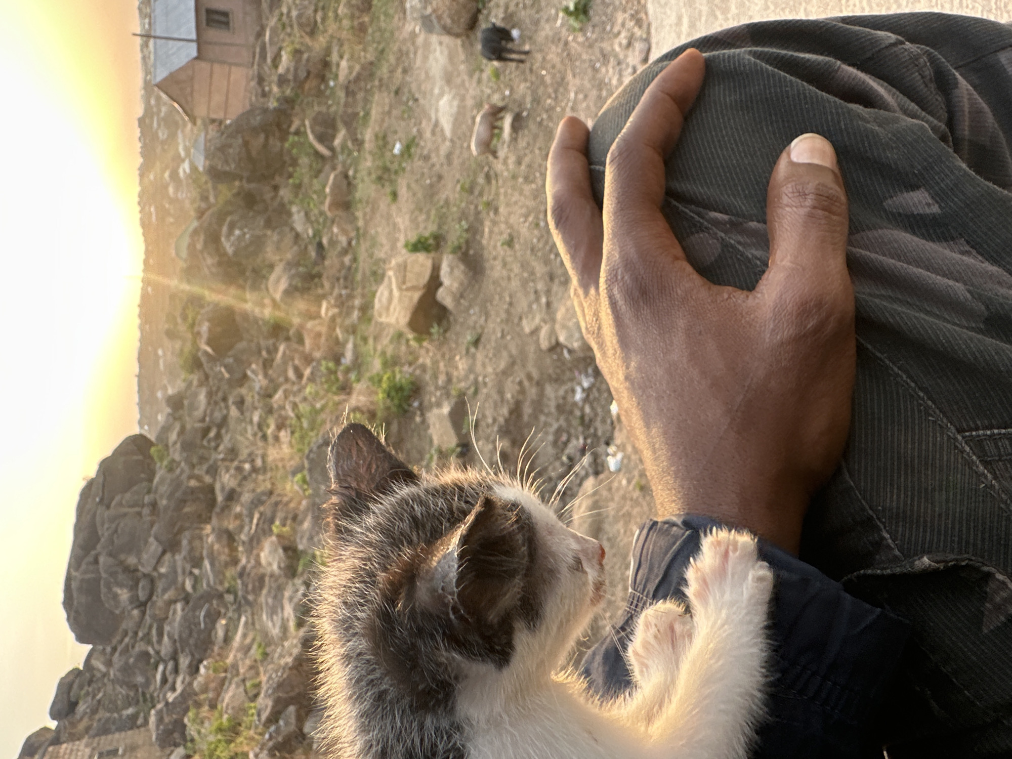 A close-up, eye-level shot depicts a person of color wearing olive corduroy pants with a kitten nestled on their lap. The person's hand rests on their knee. The kitten is mostly white with grey and brown fur around the head and ears. Its white paws are visible.
The background reveals a rocky terrain with sparse vegetation, and a few small structures including a hut with a corrugated metal roof. In the distance is a landscape dotted with small houses, suggesting a dense settlement. The light indicates it could be early morning or late afternoon. Two other animals, likely goats or sheep, are visible.
Based on the available information, there is not enough detail to confirm the location specifically within the city of Jos, Nigeria.