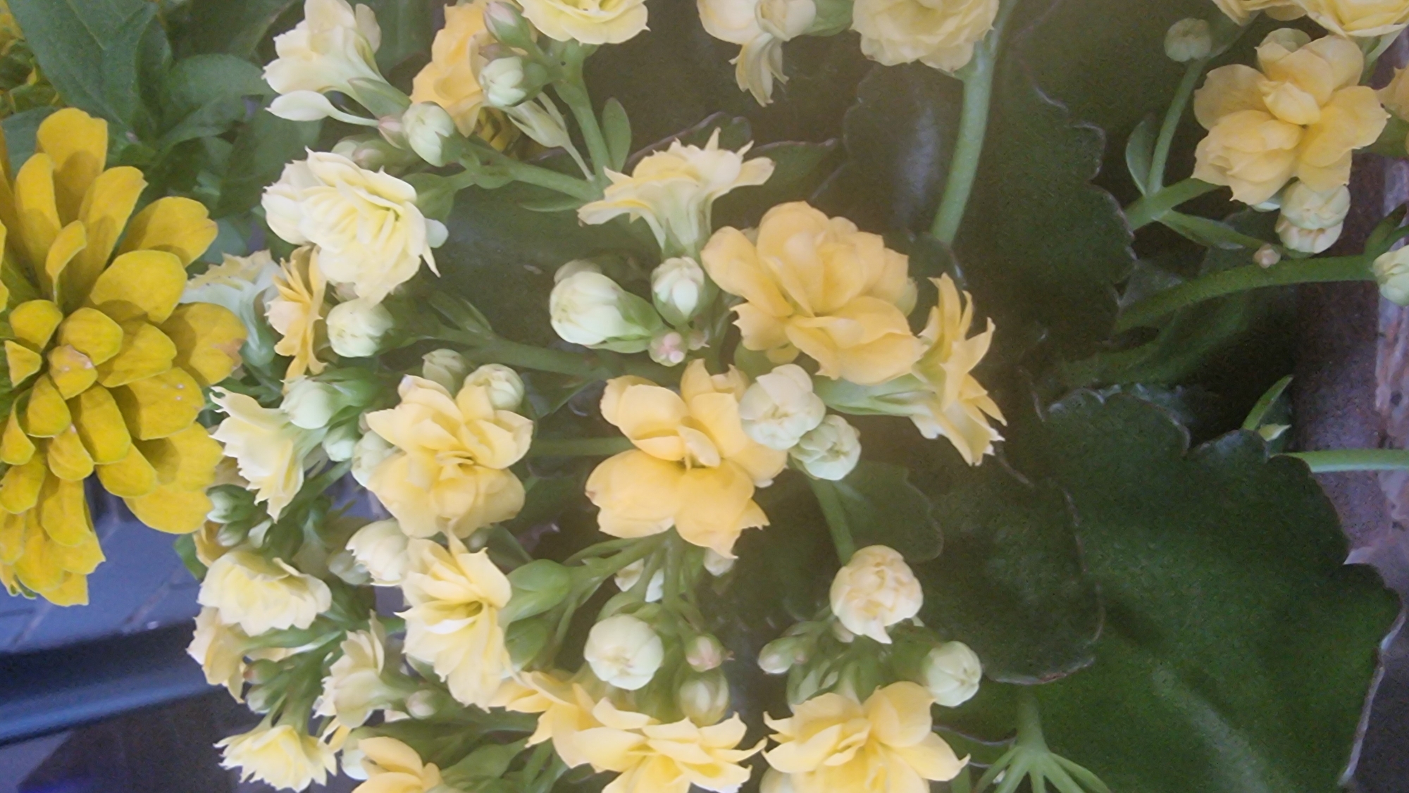 The image is a close-up, eye-level shot of yellow flowers in bloom, with some buds present. The flowers are clustered together, with visible green stems and dark green leaves. The background is blurred, but appears to be indoors with a blue, brick-like wall visible to the upper left. The lighting is somewhat dim and appears to be artificial, casting a slight glare on the petals. The overall impression is of a vibrant floral arrangement. There are no people visible, and no specific location in Olot, Spain, can be determined from the image.