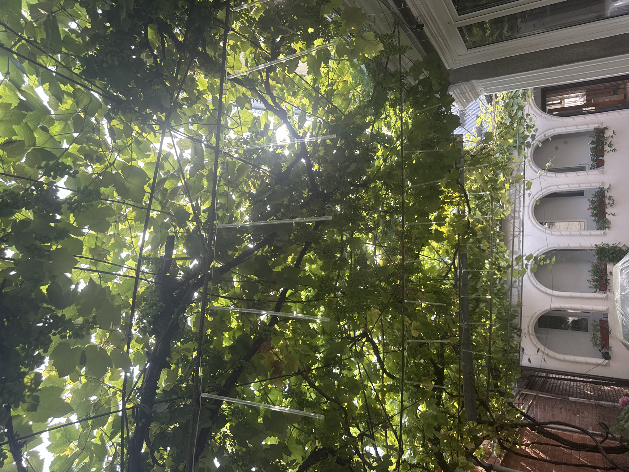 This image captures an outdoor courtyard scene under a canopy of grapevines. The thick foliage of the grapevines forms a natural ceiling, with sunlight filtering through the leaves, creating dappled patterns. Several translucent, cylindrical objects, possibly decorative elements or pest deterrents, hang from the structure supporting the vines. Clusters of unripe green grapes are visible amongst the leaves.
Beneath the vine canopy, a white building with arched openings is visible. These arches suggest windows or decorative alcoves, with some planters holding small green plants and red flowers. To the left of the building, a brick wall and a metal fence are present. On the right side of the image, part of a building with white-framed windows is visible. The overall impression is of a tranquil, somewhat rustic, outdoor living space.