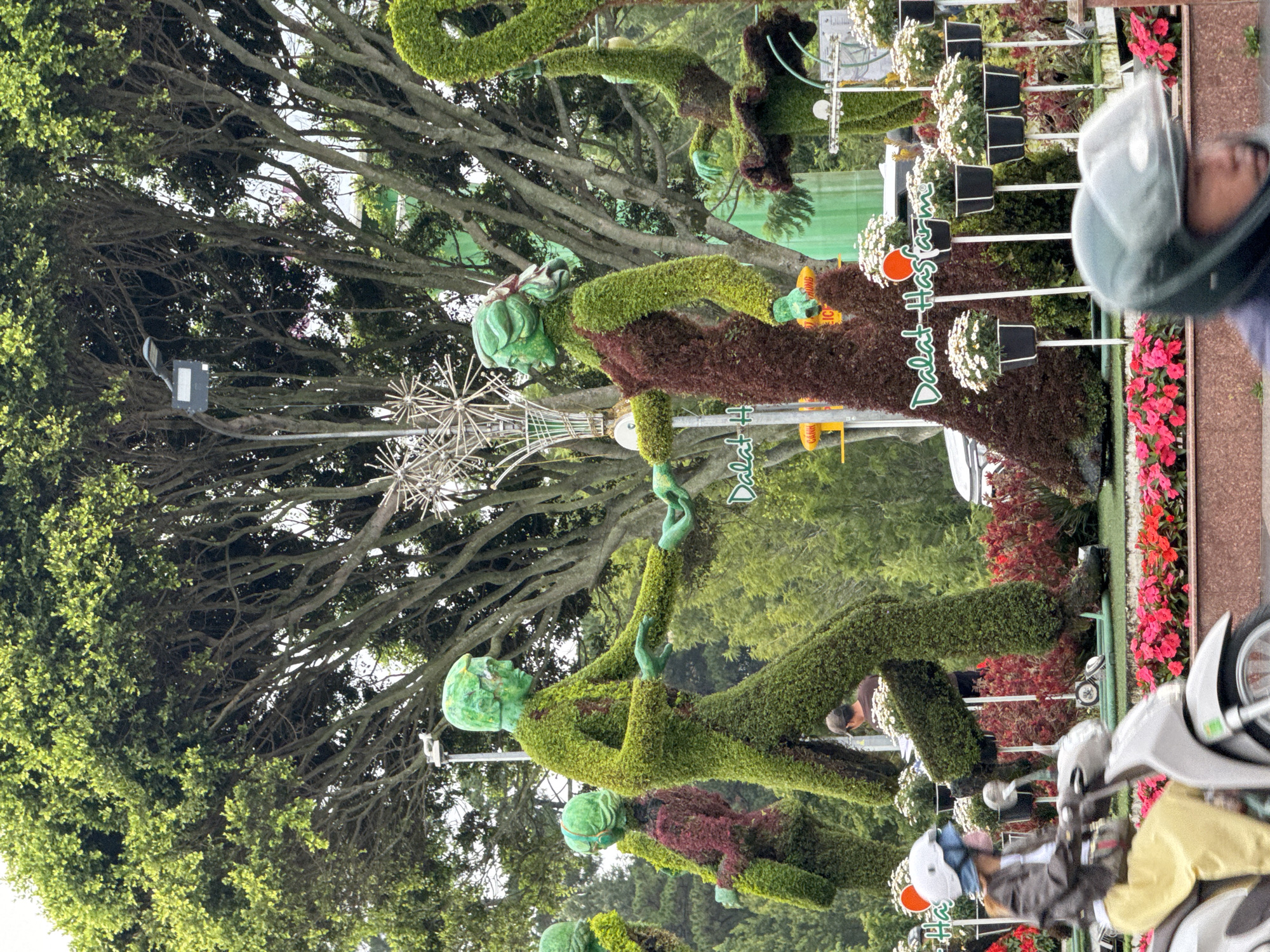 The image, taken in Da Lat, Vietnam, captures a vibrant outdoor scene dominated by creative topiary art. The central subjects are several large, anthropomorphic topiary figures, primarily rendered in bright green moss with some reddish-brown accents, resembling stylized human or humanoid forms. These figures are posed dynamically, appearing to dance or interact, with some reaching out to each other. One figure in the foreground on the left side of the frame holds a sack or bundle.
In the background, a dense canopy of trees with lush green foliage and visible branches provides a natural backdrop. Interspersed among the topiaries are decorative elements, including planters filled with white flowers and flower beds featuring red blossoms. A starburst-like metal sculpture is visible on the left, and a street light or decorative fixture is attached to a tree branch.
Several real people are present in the scene, mostly partially visible. A person wearing a light-colored helmet is seen on the far right, and another person in a helmet is riding a white scooter in the bottom right corner, suggesting movement and activity on a road or path. Another individual is faintly visible near the topiaries in the mid-ground.
The visible text, prominently displayed on a sign integrated with the topiary display, reads "Da Lat Has..." in green lettering with an orange accent. The lighting suggests it is daytime, possibly under an overcast sky or during soft light hours, as shadows are not harsh. The overall setting is a decorative public space, possibly a park or garden area, showcasing local artistry and natural beauty.