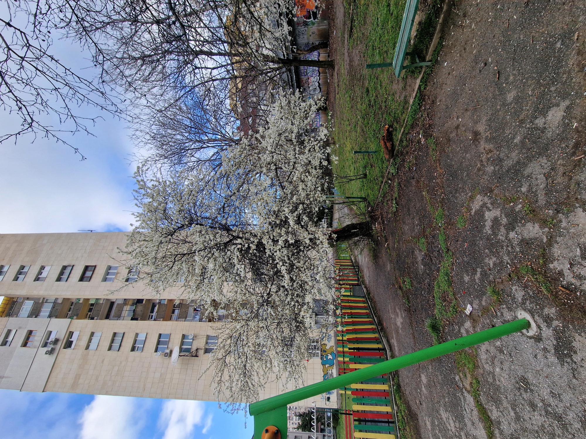 An urban scene in Sofia, Bulgaria, features a tall, light-colored residential high-rise building dominating the background. The concrete building exhibits numerous windows and balconies, with visible external air conditioning units and satellite dishes. In the mid-ground, a prominent deciduous tree covered in white blossoms stands against the building, signifying early spring. To its right, several other deciduous trees remain bare.
The foreground presents an outdoor area with a dark, uneven asphalt or gravel path interspersed with patches of green grass and dirt. A sturdy green metal pole, part of a playground structure, extends from the lower-left into the scene. Adjacent to it, a low wooden picket fence, painted in alternating red, yellow, and green vertical slats, defines the edge of a contained area. On the far right, a dark green wooden bench is partially visible. Further back on the right, a low wall or structure is heavily covered in various tags and graffiti. The sky above is partially cloudy, showing patches of blue. No individuals are present in the image.