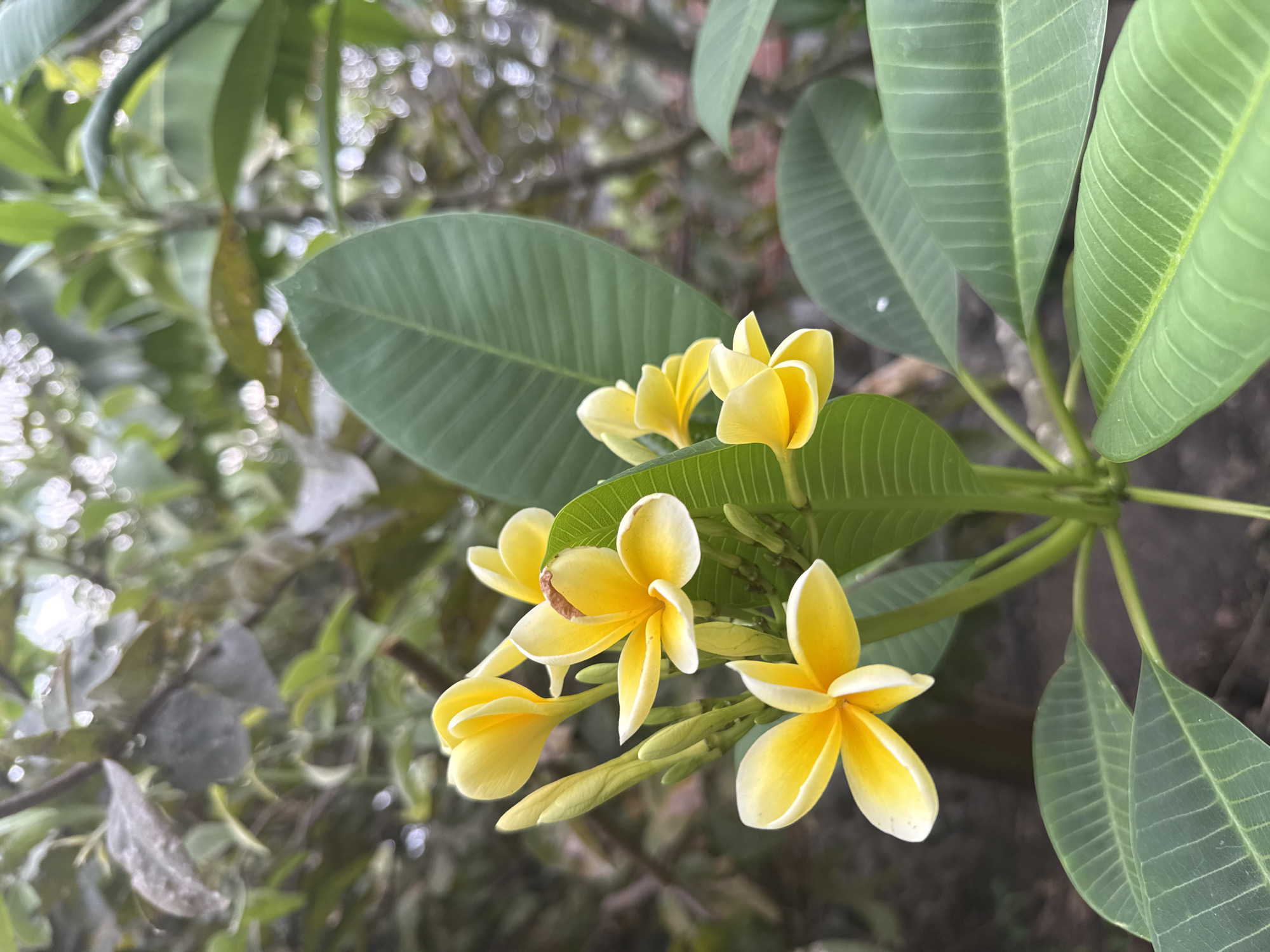 The image shows a cluster of yellow and white plumeria flowers blooming amongst green leaves. The plant appears to be growing outdoors. The out-of-focus background suggests an outdoor environment with other foliage. There are no people visible. The location is inferred to be Xochitepec, Mexico, based on the prompt. The essential details are the plumeria plant, its flowers and leaves, and the outdoor setting.