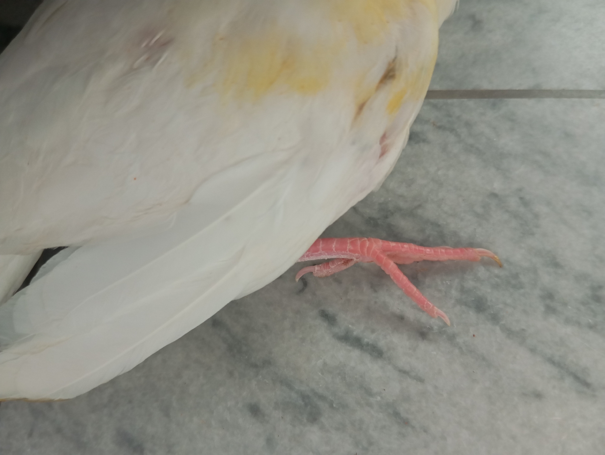 A close-up, horizontal shot shows the pale pink leg and foot of a bird, possibly a canary, resting on a grey marble-like surface. The bird's body, primarily white with some yellowing on the flank, obscures the upper part of the image. The bird's foot has four visible toes, each with a light-colored, curved claw. The surface is textured with darker grey lines and speckles.