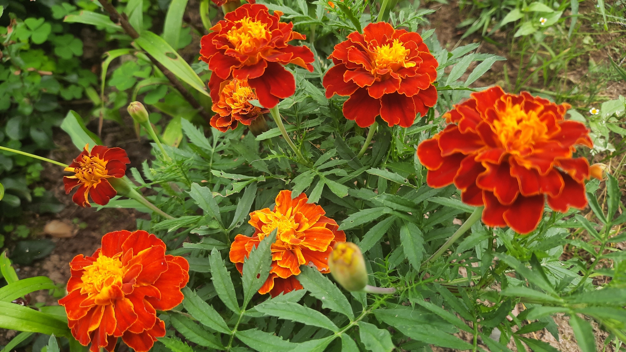 In a garden environment, several marigold flowers with vibrant orange and yellow petals are in bloom. The flowers are surrounded by lush green foliage. The image is taken from a top-down perspective. No people are visible in the scene. The location is unspecified.