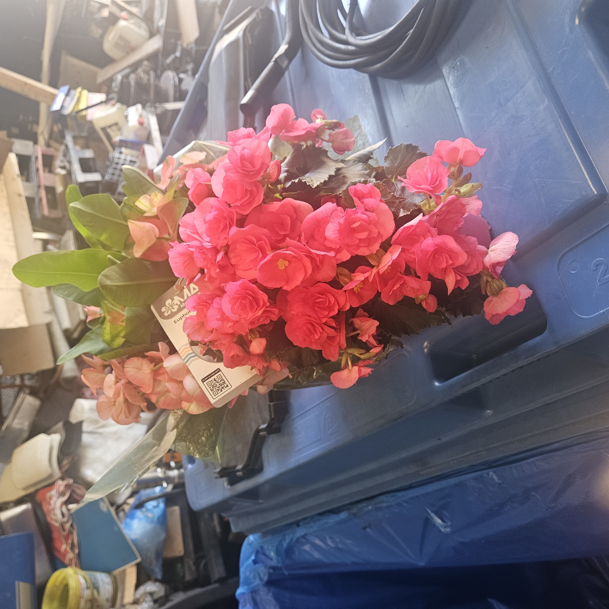 A close-up shot captures a potted plant with vibrant pink and coral-colored flowers, possibly begonias, positioned on a large blue plastic bin. The plant has lush green leaves and delicate blooms, some of which are partially obscured. A small white tag with a QR code and some text is attached to the plant. The background is out of focus, but suggests a cluttered environment, possibly a storage area or a yard, with various objects like wooden pallets, containers, and a coiled black hose visible. Sunlight casts a warm glow over the scene, with some lens flare present in the upper right corner. The image does not provide any direct visual cues to pinpoint the location as Mas Aliu, Spain, but the scene depicts an outdoor or semi-outdoor storage setting.