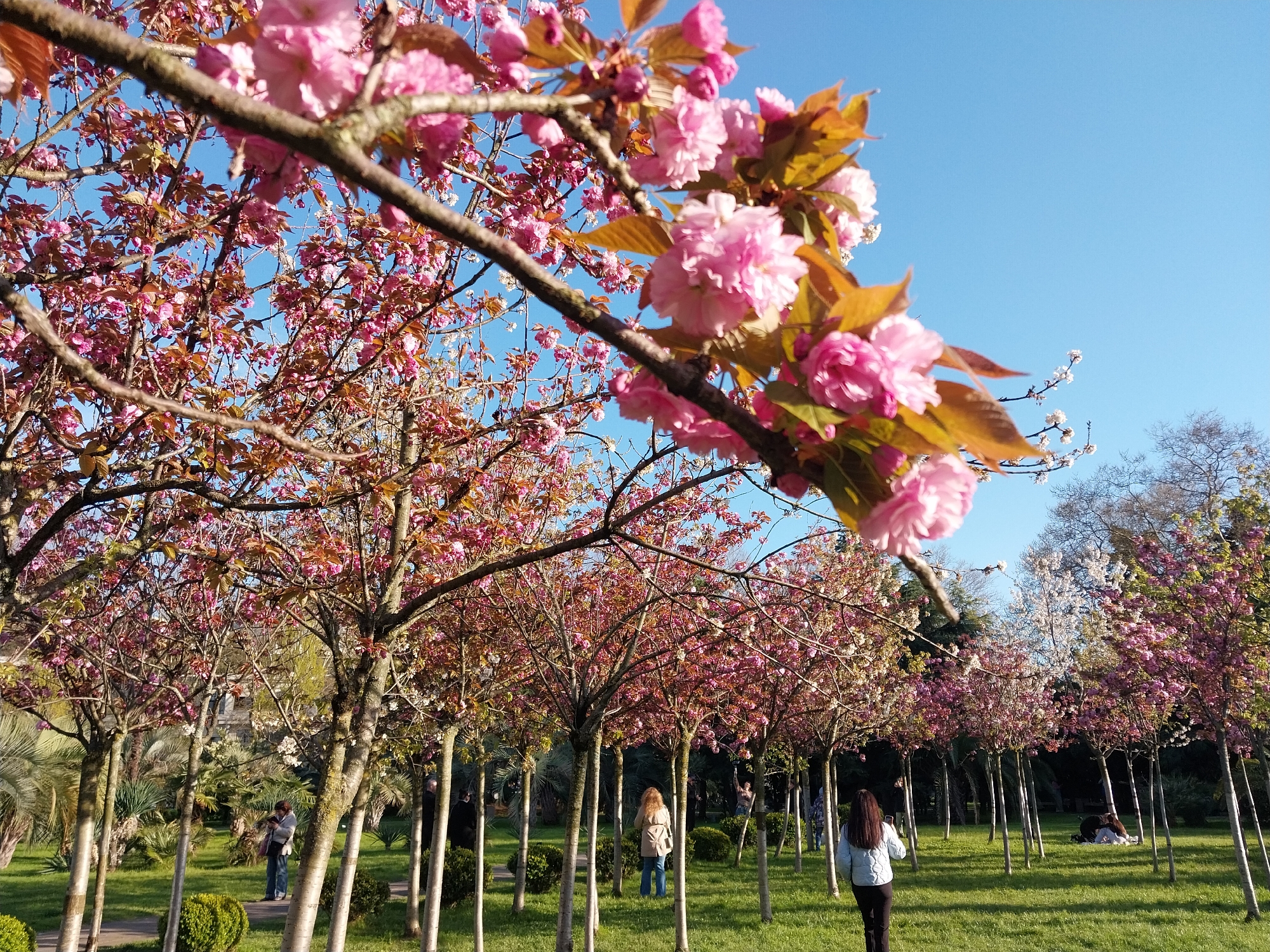 This image depicts a picturesque spring scene in a park or garden in Sochi, Russia, bathed in bright, clear sunlight. The foreground is dominated by a close-up of a branch laden with vibrant pink cherry blossoms, some with emerging reddish-brown leaves, framing the top and right side of the shot against a brilliant blue sky.
The main part of the scene features an array of cherry blossom trees, or Sakura, planted in neat rows, their branches covered in an abundance of pink flowers and new foliage. The trees create an inviting, open canopy above a lush, green lawn. Sunlight filters through the branches, casting gentle shadows on the grass.
Several people are visible enjoying the beautiful surroundings. In the left-midground, a person in a light-colored top and blue jeans stands, appearing to observe or photograph the scenery. Further back, another individual with long, light brown hair, wearing a beige coat and blue jeans, walks away from the viewer, moving deeper into the park. To the right, a woman in a light blue jacket and dark pants is also seen walking. In the distance, two people are relaxing on a white blanket spread out on the grass, enjoying the peaceful atmosphere under the trees.
The clear blue sky and strong sunlight suggest a pleasant mid-morning or late afternoon. The scene conveys a sense of tranquility and enjoyment of nature during springtime. No discernible text is visible in the image.