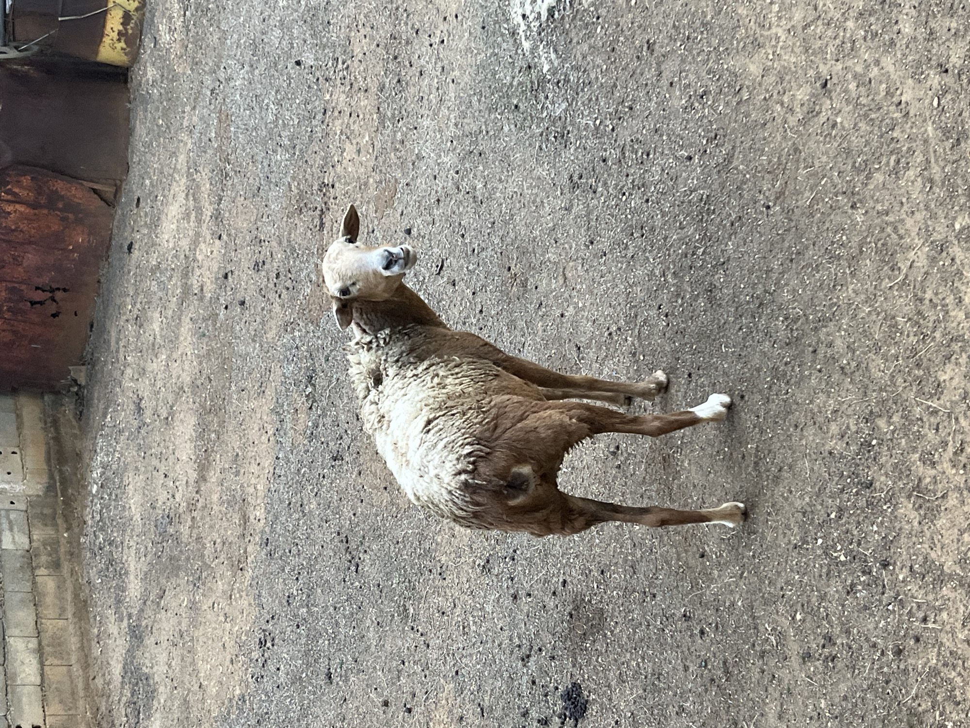 A tan and white goat stands in a dirt area in Tinaquillo, Venezuela. A rusty metal structure is visible in the background.