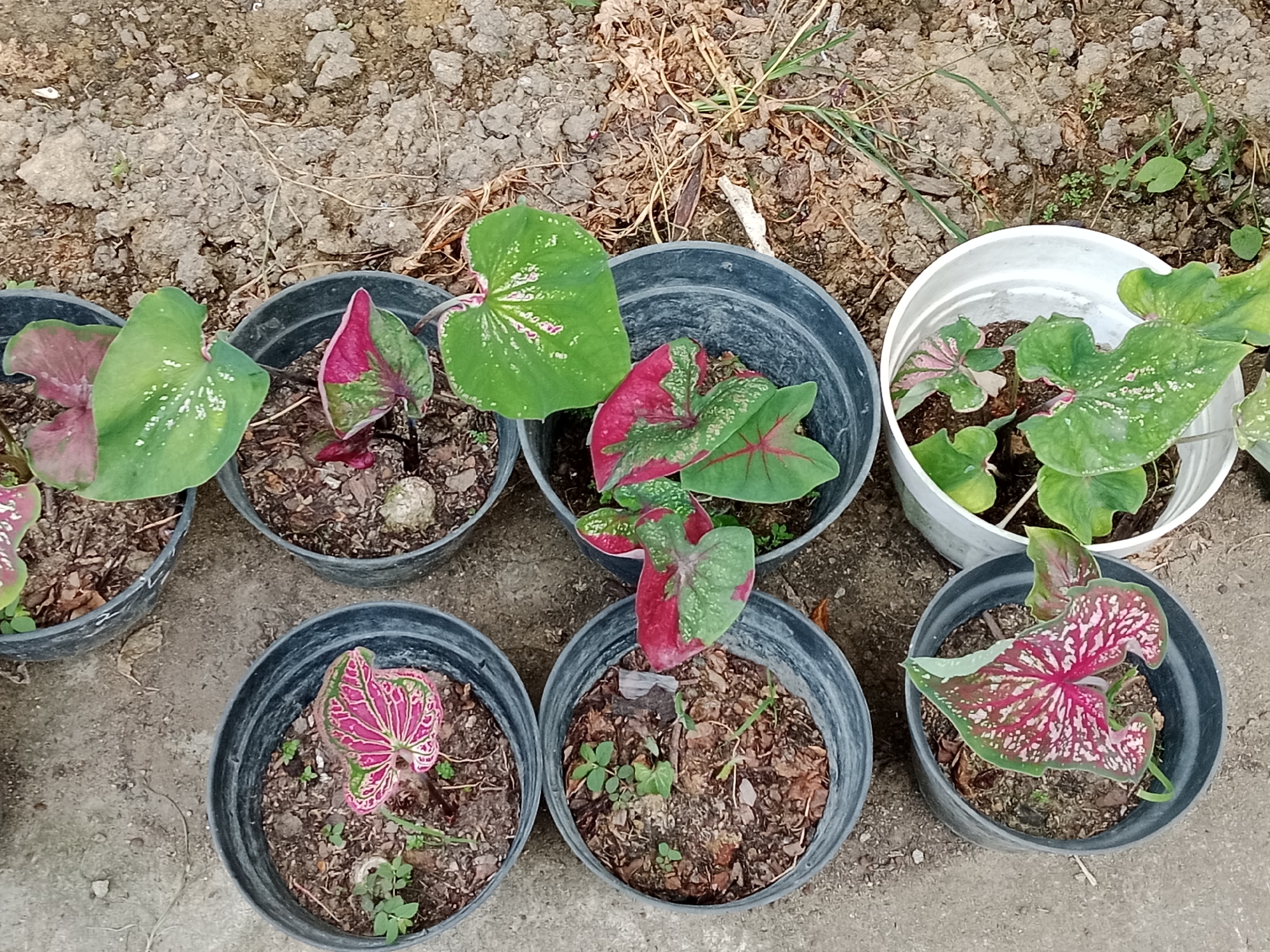 The image depicts a collection of potted Caladium plants arranged outdoors. There are seven pots in total, six black and one white. The plants exhibit a variety of leaf colors and patterns, including green, pink, and red combinations. The pots are placed on a surface that appears to be a mix of soil and concrete or pavement. Some small weeds and debris are also visible around the pots. The location of the scene is Unknown, Unknown.