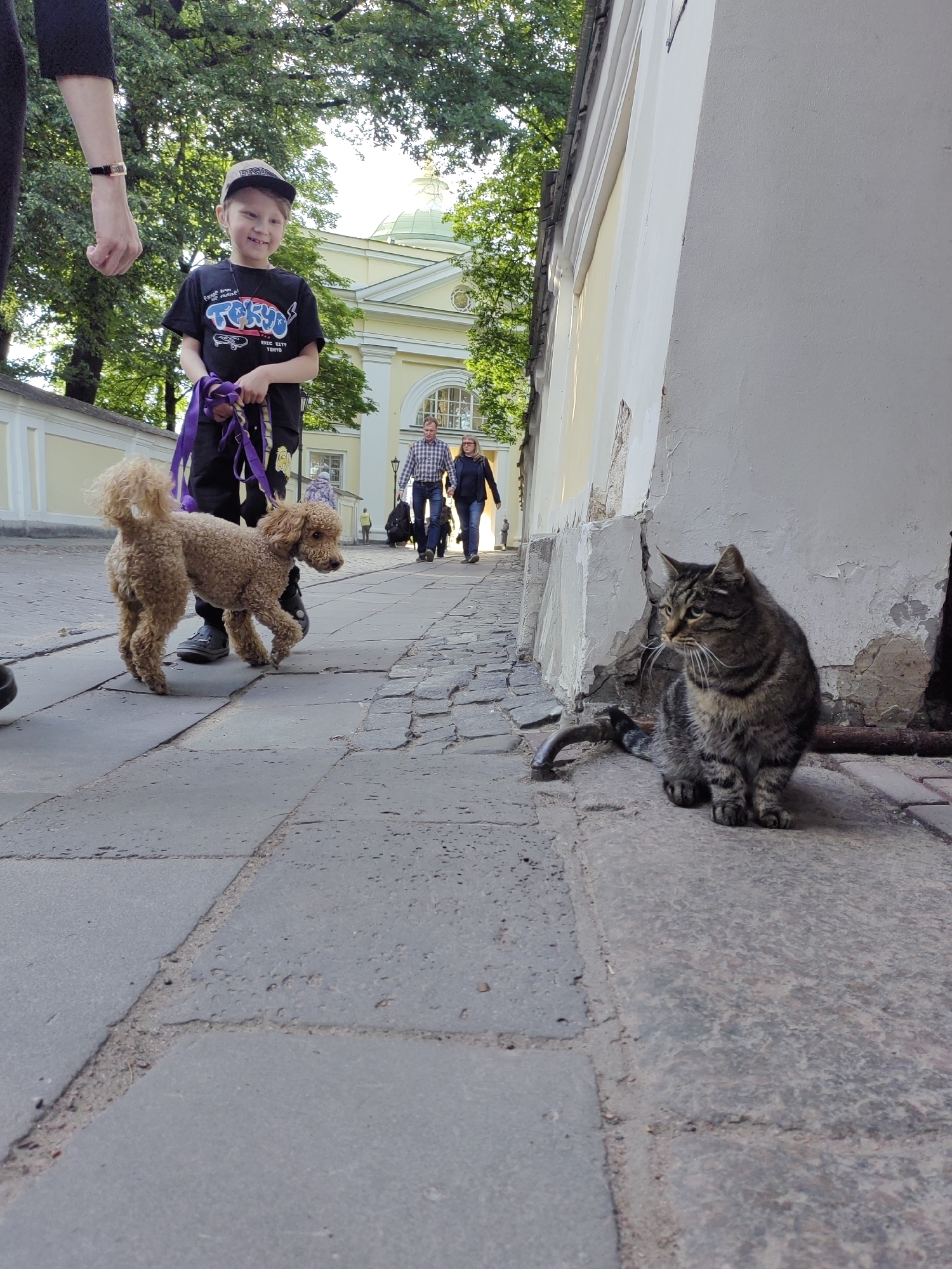 The image shows a street scene in Saint Petersburg, Russia. In the foreground, a tabby cat sits on a cobblestone path, looking to its left. To the left of the cat, a small, tan poodle is being walked on a leash by a young boy wearing a black t-shirt and a baseball cap. The boy is smiling. Behind them, two people are walking away from the camera, and further in the background, a building with a green dome is visible. The weather appears to be pleasant, with sunlight filtering through the trees. The overall mood of the image is casual and everyday. There is text visible on the boy's t-shirt which appears to say "TOKYO".