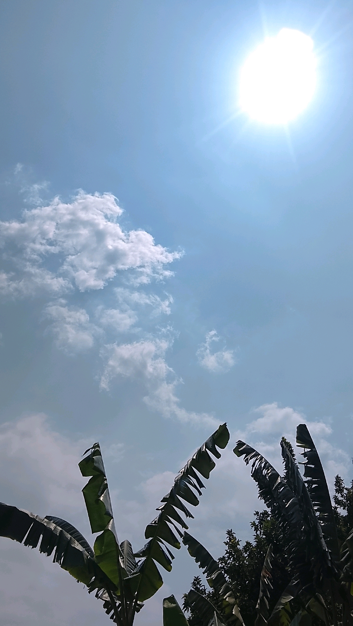 This is an outdoor, low-angle photograph taken in Slawi, Indonesia. The image features a bright, sunny sky with scattered white clouds. The sun is visible in the upper right corner, emitting a strong glare. In the foreground, the dark green, leafy fronds of banana trees dominate the lower portion of the frame, silhouetted against the sky. The leaves are large and elongated, with some appearing slightly torn or tattered. Behind the banana trees, the tops of other trees are visible. The overall impression is one of a warm, tropical day.