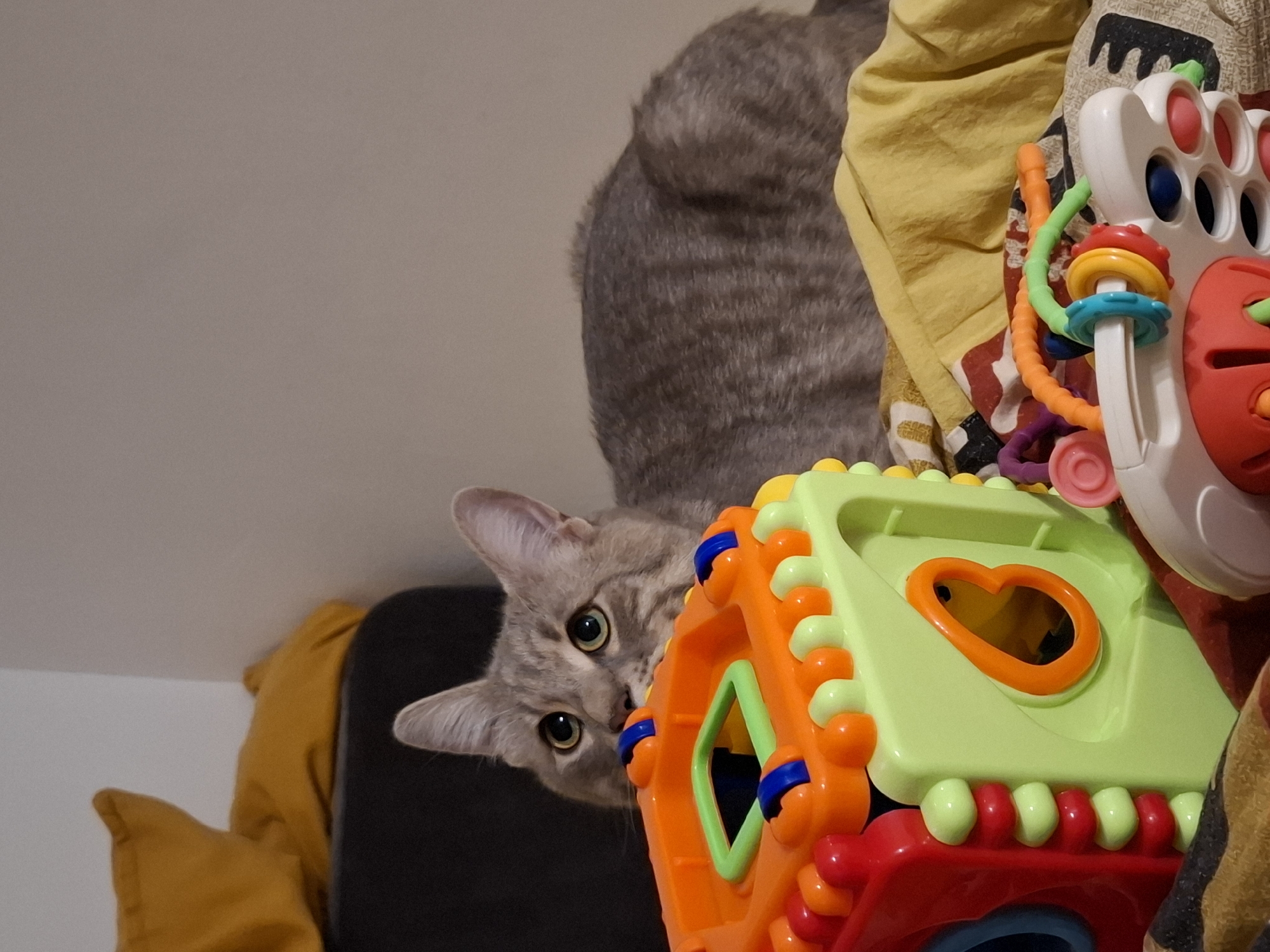 In Zemun Urban Municipality, Serbia, a grey tabby cat peeks over a colorful, multi-faceted baby toy. The cat's head is partially obscured by the toy, with only its large, attentive eyes and ears visible. The toy features prominent orange, green, and red plastic components, with circular and cubic shapes, and appears to be a developmental or activity cube. The scene is set indoors, with a dark upholstered surface behind the cat, and yellow and patterned fabric surfaces in the foreground and background, suggesting a domestic environment such as a living room or bedroom.