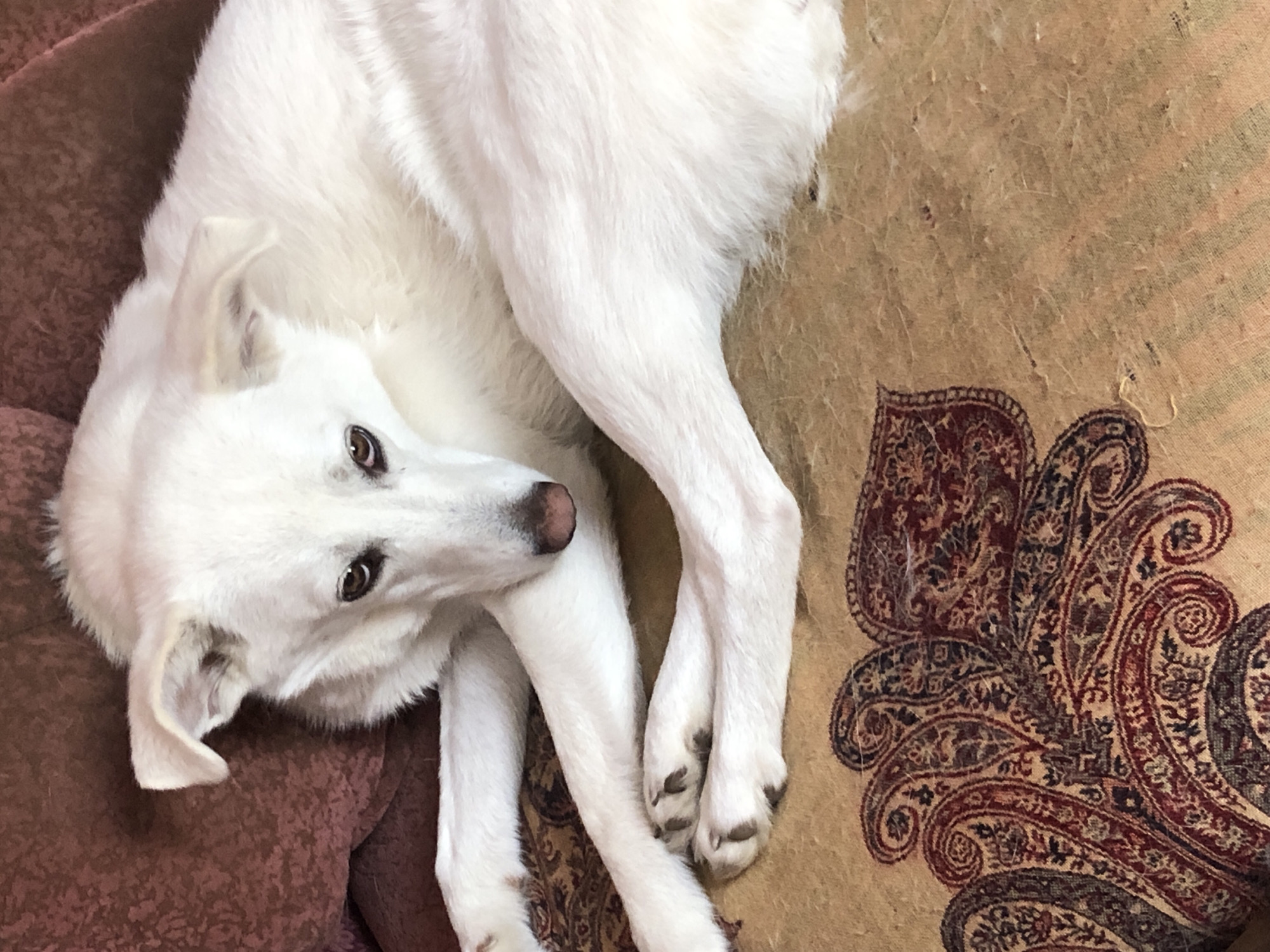 This is a close-up, high-angle shot of a white dog resting on a patterned surface. The dog, with light brown eyes and a pink nose, is positioned in the center of the frame, lying on its side with its head turned towards the viewer. Its white fur is long and fluffy, especially around its head and ears, with some areas appearing slightly darker due to shadows. The dog's paws are visible, crossed over its body.
The surface the dog is lying on appears to be a textured fabric, possibly a couch or rug, with a prominent paisley-like pattern in shades of dark red, black, and tan. The background also includes a section of darker, textured fabric, possibly a cushion or another part of the furniture. The lighting suggests it is daytime, with soft illumination. The overall mood is relaxed and peaceful, with the dog appearing comfortable and at ease. There is no visible text in the image. This image was likely taken indoors, given the presence of furniture.