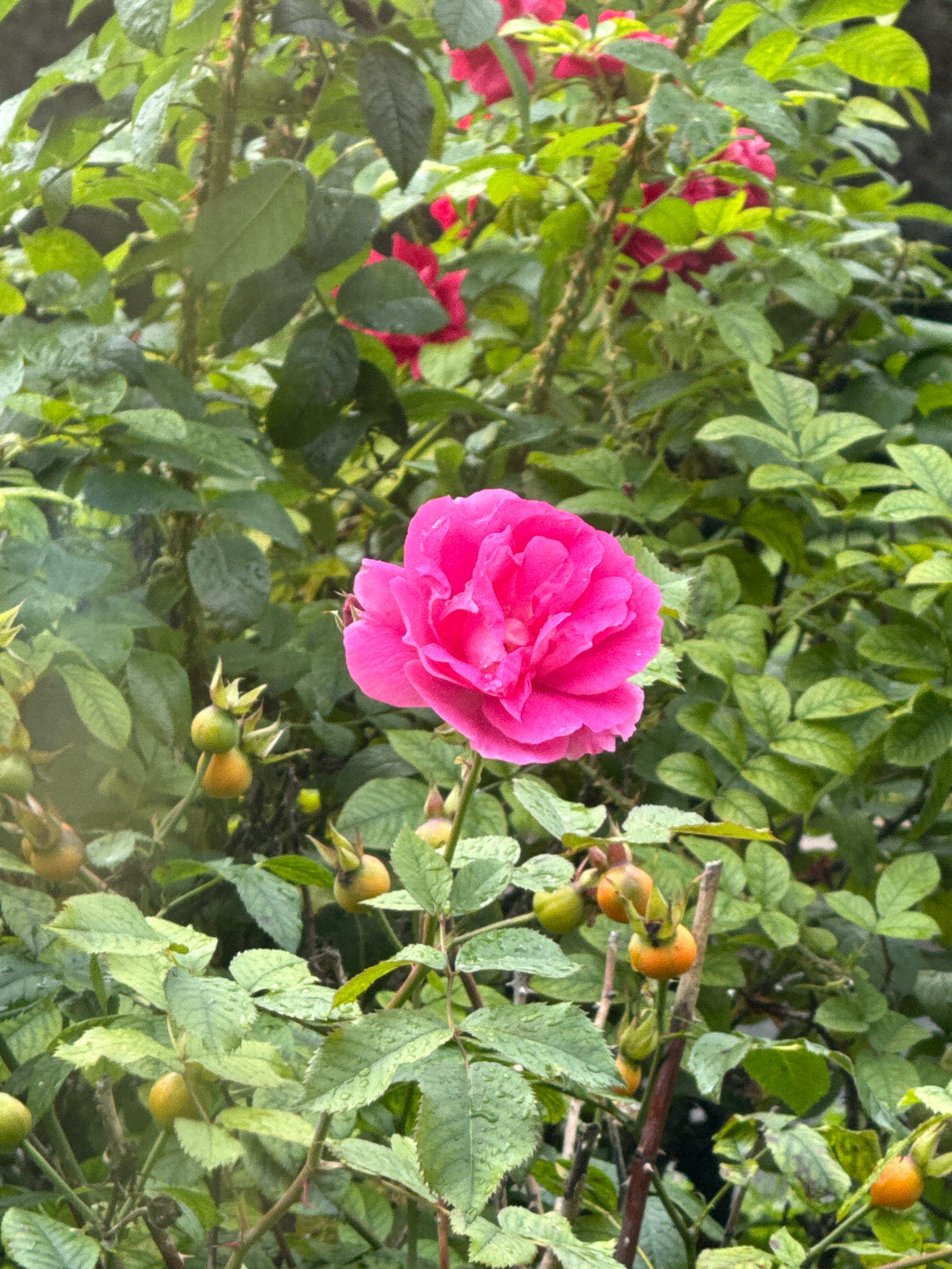 A vibrant pink rose is in full bloom, its petals slightly unfurled and glistening with water droplets. The rose is centrally positioned against a dense backdrop of lush green foliage. Surrounding the rose are numerous small, round rose hips, some green and unripe, others transitioning to an orangey-yellow hue, indicating the end of the blooming season. The leaves are a rich green, also appearing damp. The overall scene is of a well-established rose bush, possibly in a garden or park setting, with its characteristic thorny stems visible amongst the leaves. The image does not contain any people or specific architectural elements that would allow for precise location identification within Tallinn, Estonia. The lighting suggests it might be a cloudy day or early morning/late evening, with diffused light enhancing the saturation of the colors.