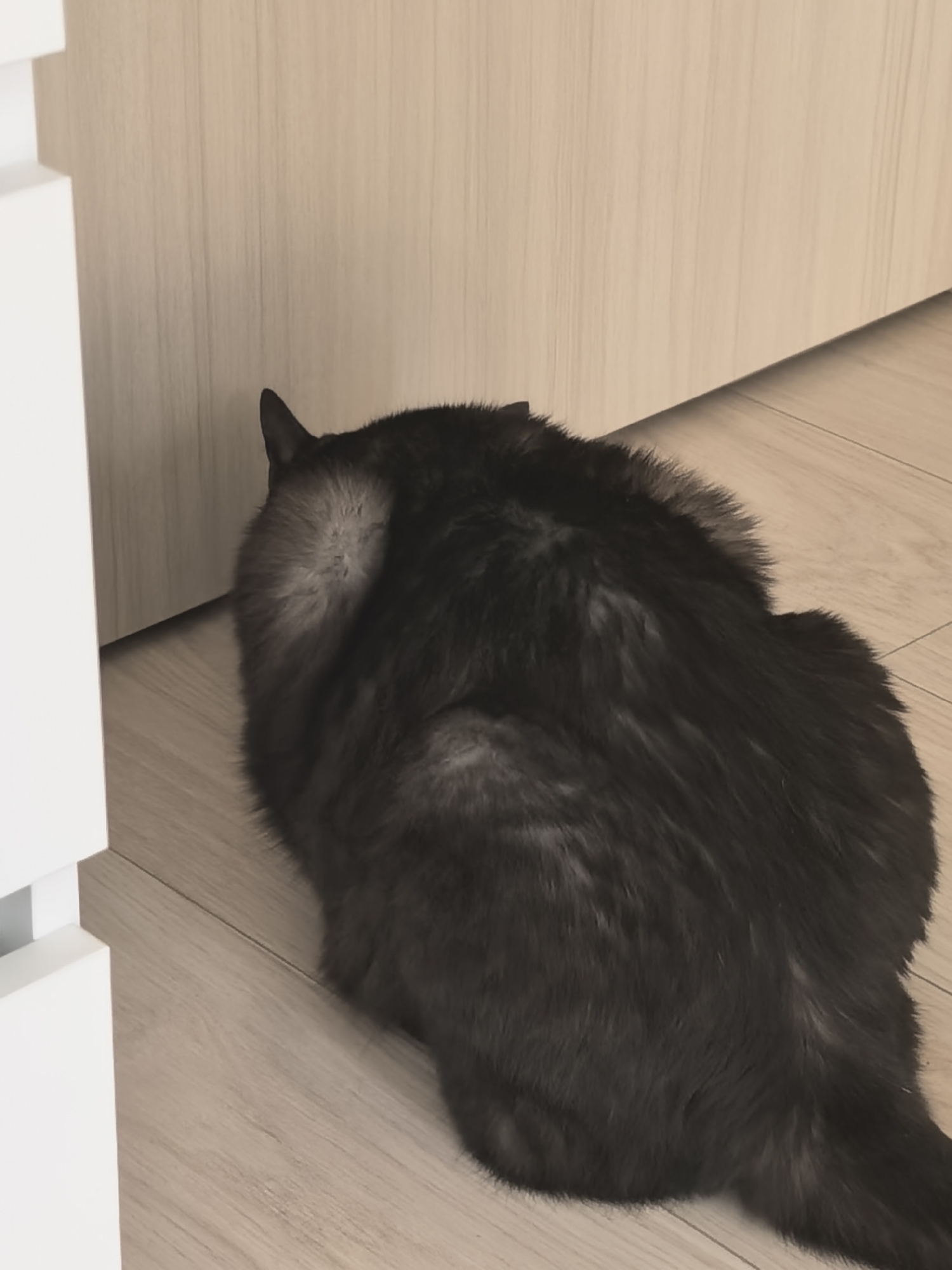 A dark gray fluffy cat is positioned in the lower right quadrant of the image. The cat's back is facing the viewer, and its head is turned down, partially obscured by its body and appearing to be nuzzled against a light-colored wall. The cat's tail extends towards the bottom right corner of the frame. The floor is made of light brown wood planks with visible grain patterns. To the left of the cat and extending to the edge of the image is a white, multi-tiered object with clean lines, possibly a piece of furniture. The wall behind the cat is a light beige color with a vertical wood grain texture. The lighting suggests an indoor environment.