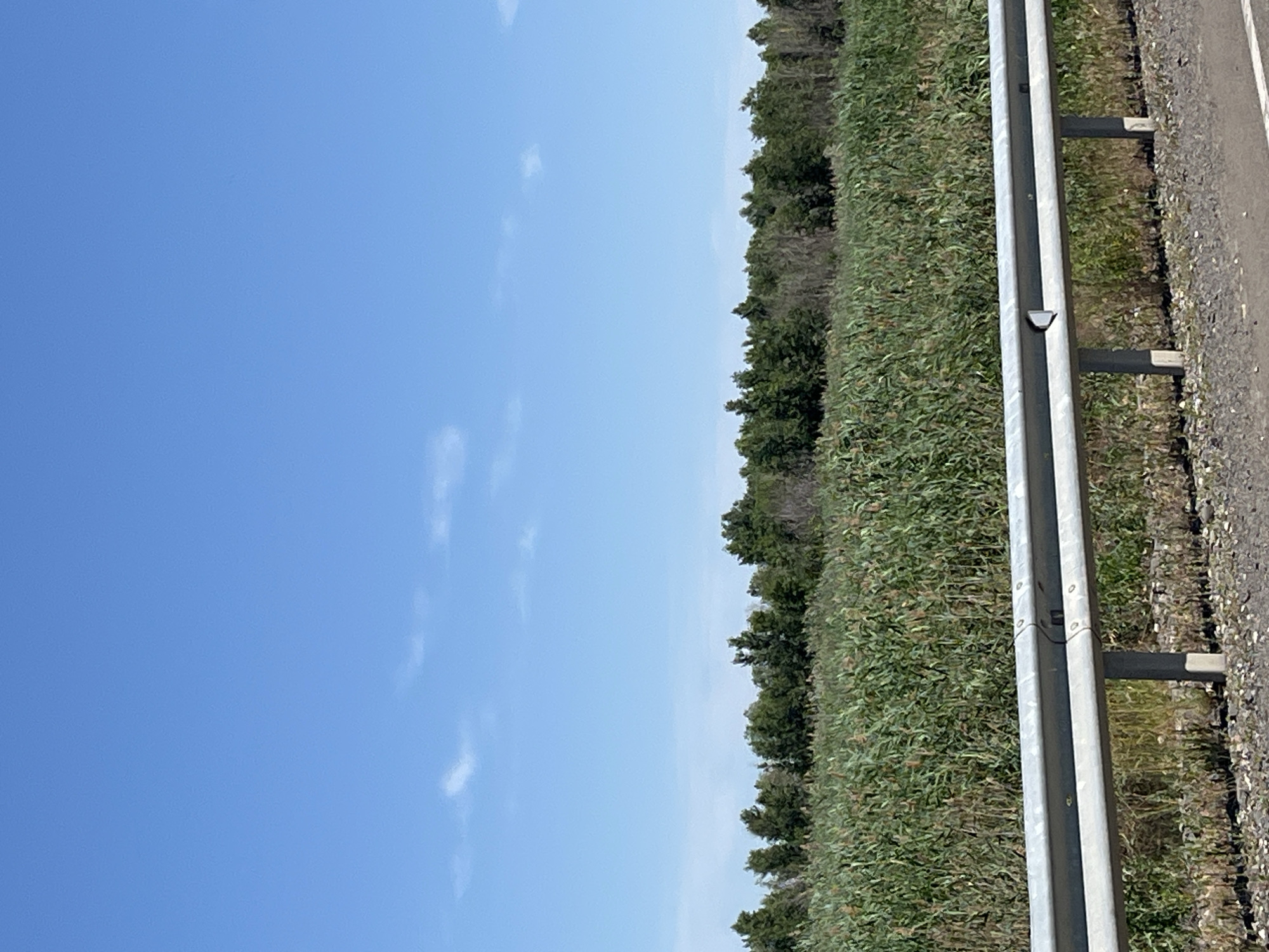 The image depicts a rural roadside scene under a clear blue sky with sparse, wispy clouds. A grey metal guardrail runs horizontally across the lower third of the frame, separating a gravel shoulder from a dense field of tall, green reeds. Behind the reeds, a line of dark green trees forms a treeline against the horizon. The image does not contain any people or specific landmarks that would indicate its location within the city of Bakhtemir, Russia.