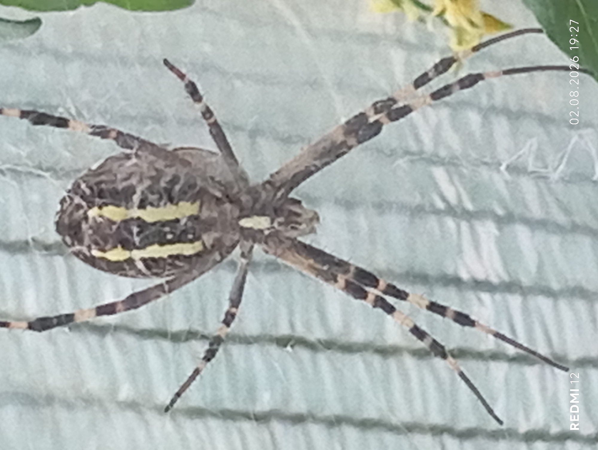 A close-up, overhead view captures a spider with a distinctive pattern of yellow and black stripes on its abdomen, as well as similar banding on its legs. The spider is positioned on a light blue, textured surface, possibly a fabric or netting, with vertical lines running through it. The spider's legs are spread out, indicating it is either stationary or in the process of movement. A small portion of a green leaf and some yellow foliage are visible in the upper right quadrant of the image. The bottom left corner displays the text "REDMI 12", and the bottom right corner shows the date "02.08.2026" and time "19:27". The image's setting is unclear, with no specific landmarks in Smila, Ukraine, identifiable.