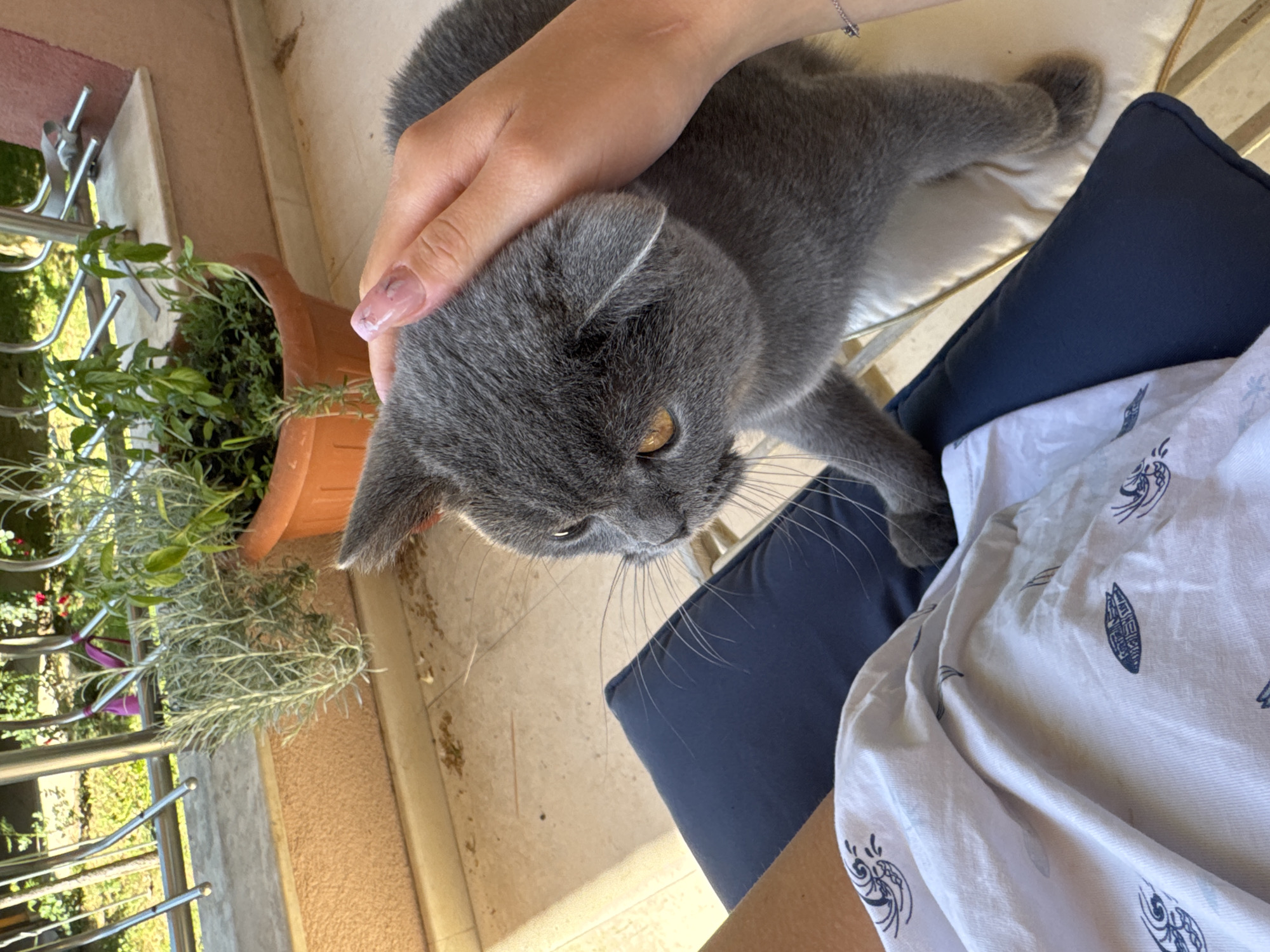 The image shows a gray cat being petted by a person on a balcony in Pleven, Bulgaria. The cat, with amber eyes, is the central subject. The person's hand is on the cat's head. To the left, a terracotta pot contains green plants. The balcony has a metal railing. A blue cushion and a patterned white shirt are visible. The scene is bathed in natural light.
