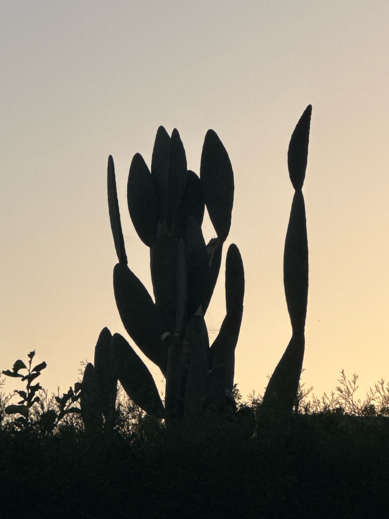 The image is a silhouetted shot of a prickly pear cactus against a pale yellow and grey sky, likely at dusk or dawn. The cactus is the dominant subject, with its characteristic flat, paddle-like leaves forming a dense, branching structure. The foreground is filled with dark silhouettes of low-lying vegetation and possibly a small, leafy bush on the left. The background sky is smooth and clear, with a gradient of color suggesting the setting or rising sun. There are no people or animals visible in the image. The scene appears to be set in an arid or semi-arid environment, consistent with the Mediterranean climate of Cyprus. While the specific location within Mesa Geitonia cannot be determined from the image alone, the subject matter is typical of the natural landscape found in many parts of the island.