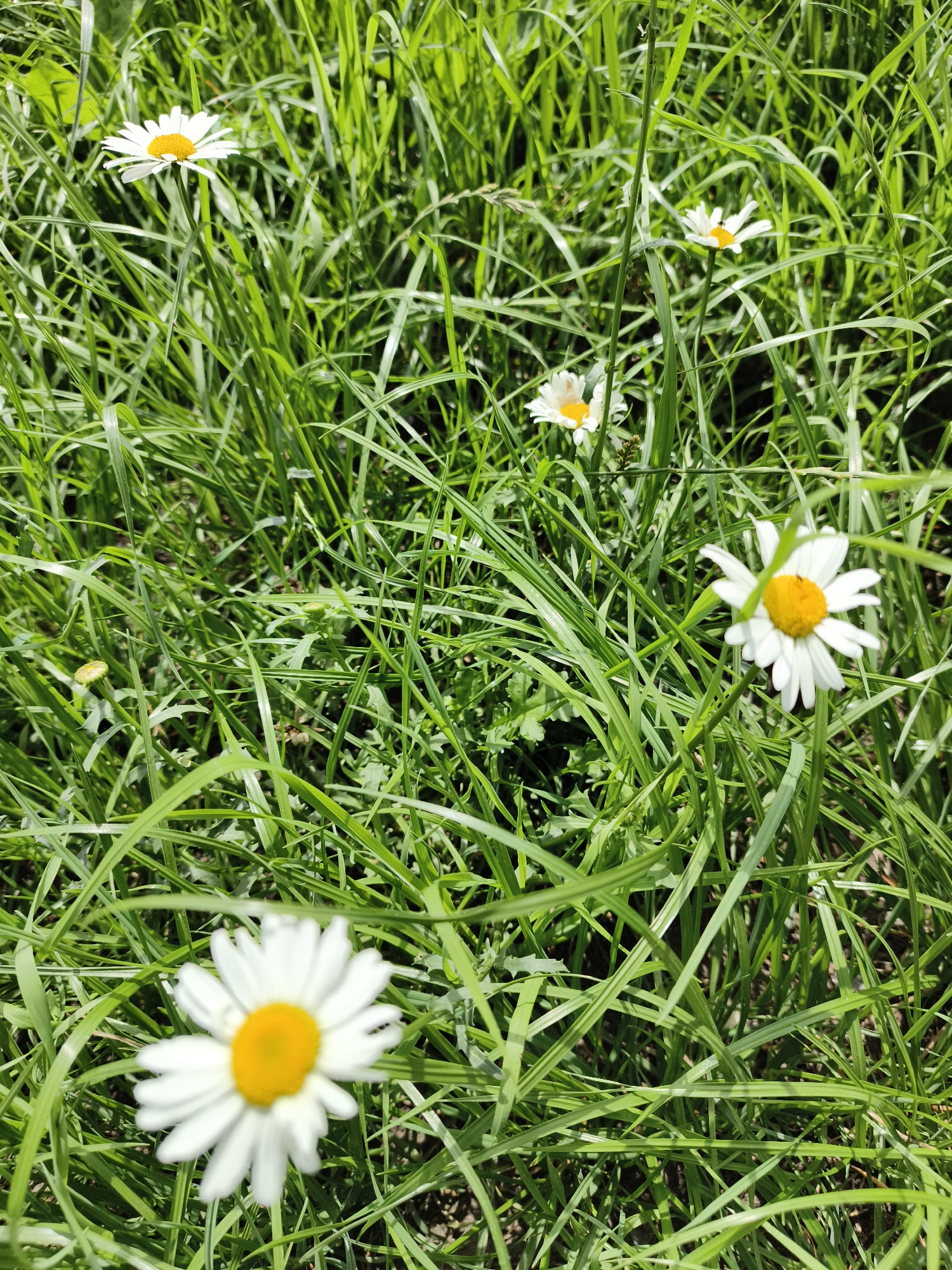 The image shows a close-up, high-angle view of a grassy field with several daisies. The grass is lush and green, with some blades appearing lighter due to sunlight. Several white daisies with yellow centers are scattered throughout the field. One daisy in the foreground is slightly blurred, while others are in sharper focus. There are no people or man-made structures visible. The scene is natural and appears to be outdoors. There is no information to determine the location in Katun', Russia.