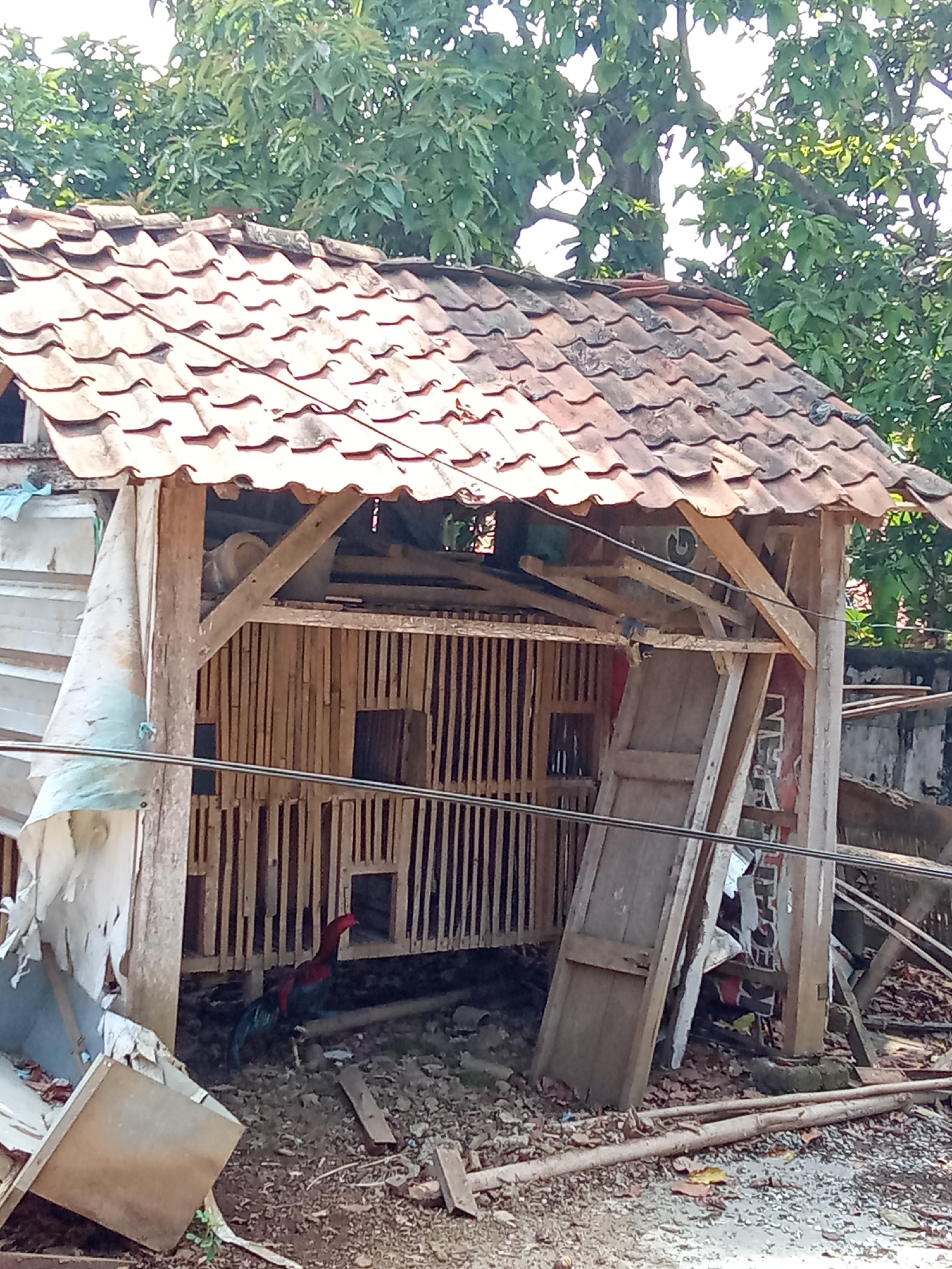 The image depicts a weathered chicken coop in a rural or semi-rural area, possibly on the outskirts of Subang, Indonesia. The coop is constructed primarily of wood and bamboo, with a terracotta tile roof that appears old and slightly discolored. Exposed wooden beams and planks are visible, some of which are supporting the structure. A piece of light-colored, tattered fabric hangs from the left side of the coop. Inside the coop, bamboo slats form the walls and contain several openings. A rooster with red and black plumage stands near the front of the coop, facing left. The ground around the coop is littered with fallen leaves, small branches, and debris, suggesting an outdoor, possibly unkempt, environment. In the background, lush green foliage from trees partially obscures the sky. The scene appears to be under natural daylight.