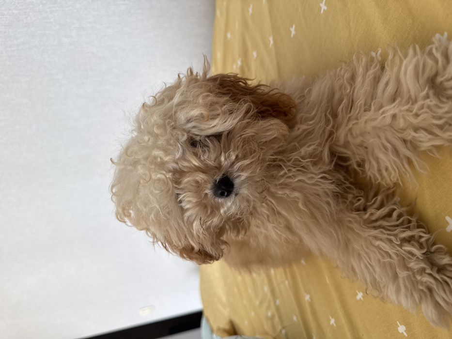 The image displays a small, light brown, curly-haired poodle-type dog resting indoors. The specific location within Krasnodar, Russia, is not identifiable from the visual information presented.
The primary subject is a canine, consistent with a miniature poodle or toy poodle breed, characterized by its uniformly light brown, tightly curled fur that covers its entire body, including its face, partially obscuring its eyes. The dog is positioned centrally in the frame, lying prone on a surface, with its front legs extended forward. Its head is slightly turned towards the viewer, revealing its black nose.
The animal is situated on a yellow textile surface, possibly a bedspread or blanket, adorned with a repeating pattern of small, white, cross-like or plus-sign shapes. The background consists of a plain, light-colored or white wall, with a darker vertical element, possibly a doorframe or piece of furniture, partially visible on the far left side of the frame. The lighting is even, suggesting an indoor environment. No human figures are present.