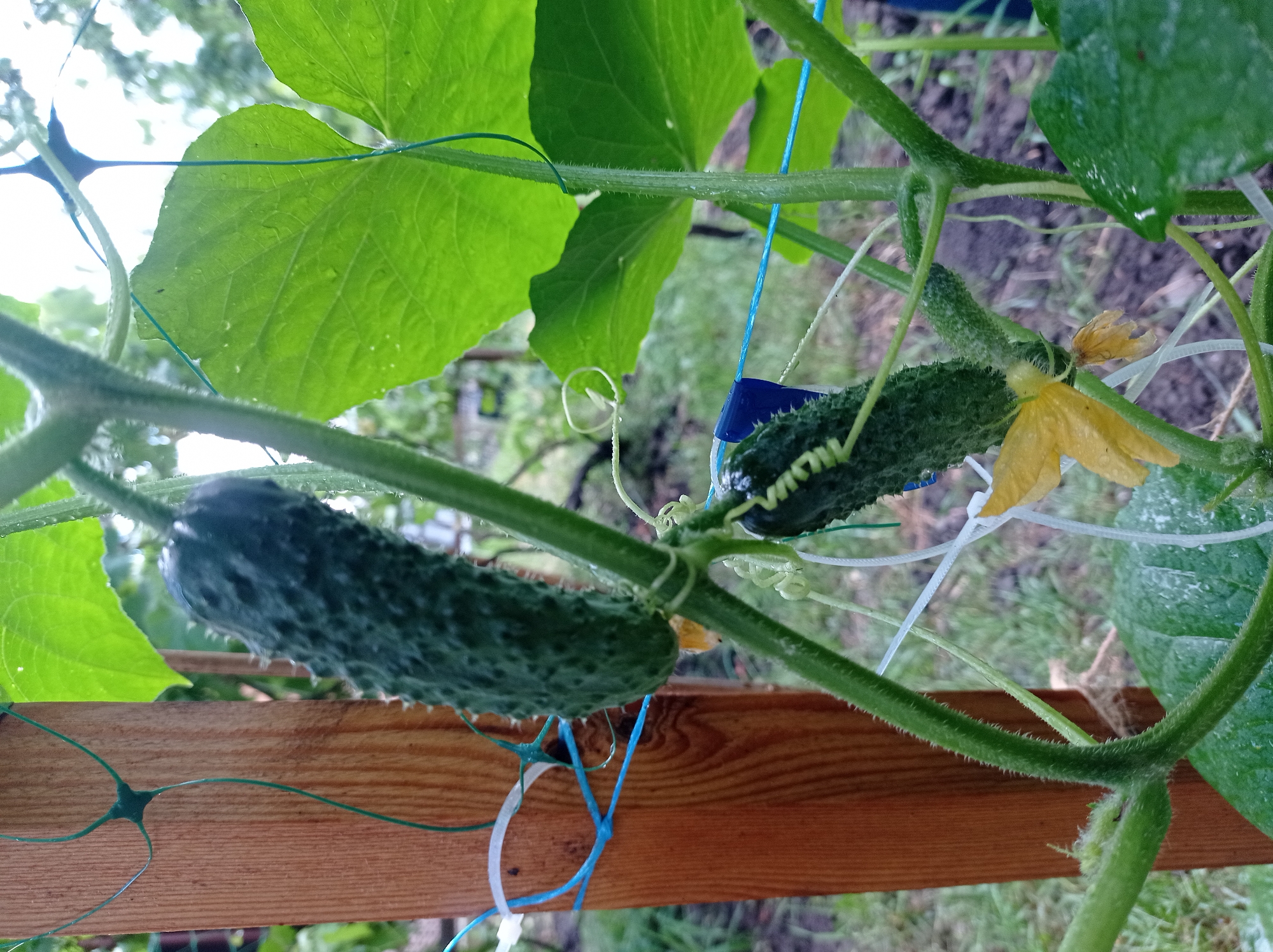 This close-up, eye-level shot shows a cucumber plant growing on a trellis. Two young cucumbers are visible, one larger than the other. Both are dark green with prominent spines and appear to be developing. A wilting yellow cucumber flower is attached to the stem of the smaller cucumber. The plant's stem is green and fuzzy, with several tendrils curling around the supporting twine. Large, green leaves with visible veins are also part of the foliage.
The background is blurred but suggests an outdoor setting with soil, grass, and some trees or bushes. The overall lighting indicates it is daytime, and there appear to be water droplets on the leaves, suggesting recent rain or dew. A wooden plank, part of what seems to be a raised garden bed or support structure, runs horizontally across the lower portion of the frame. Green and blue plastic twine is used to support the plant, with a small blue plastic tag attached to the stem near the smaller cucumber. No people are visible in the image. The scene is likely a garden or farm setting.