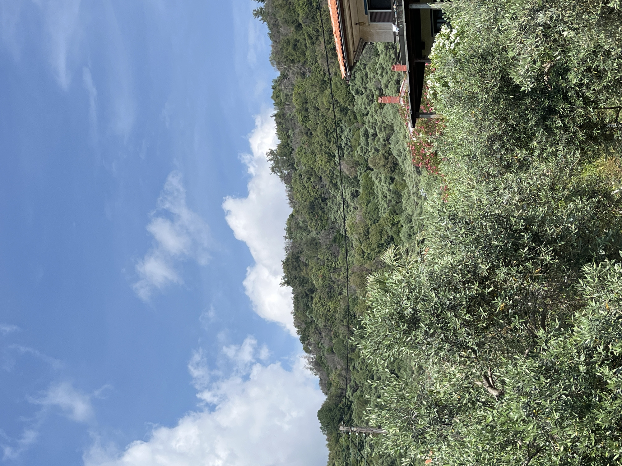 In Golden Beach, Greece, on a bright day with scattered clouds in a blue sky, a lush green hillside covered in dense foliage dominates the background. In the foreground, a large olive tree with silvery-green leaves fills the lower portion of the frame. Partially visible on the right side of the image is a residential building with an orange tiled roof and a white facade. A dark, covered porch extends from the house. Red-brick chimneys are visible on the roof. The scene is serene and evokes a Mediterranean atmosphere.