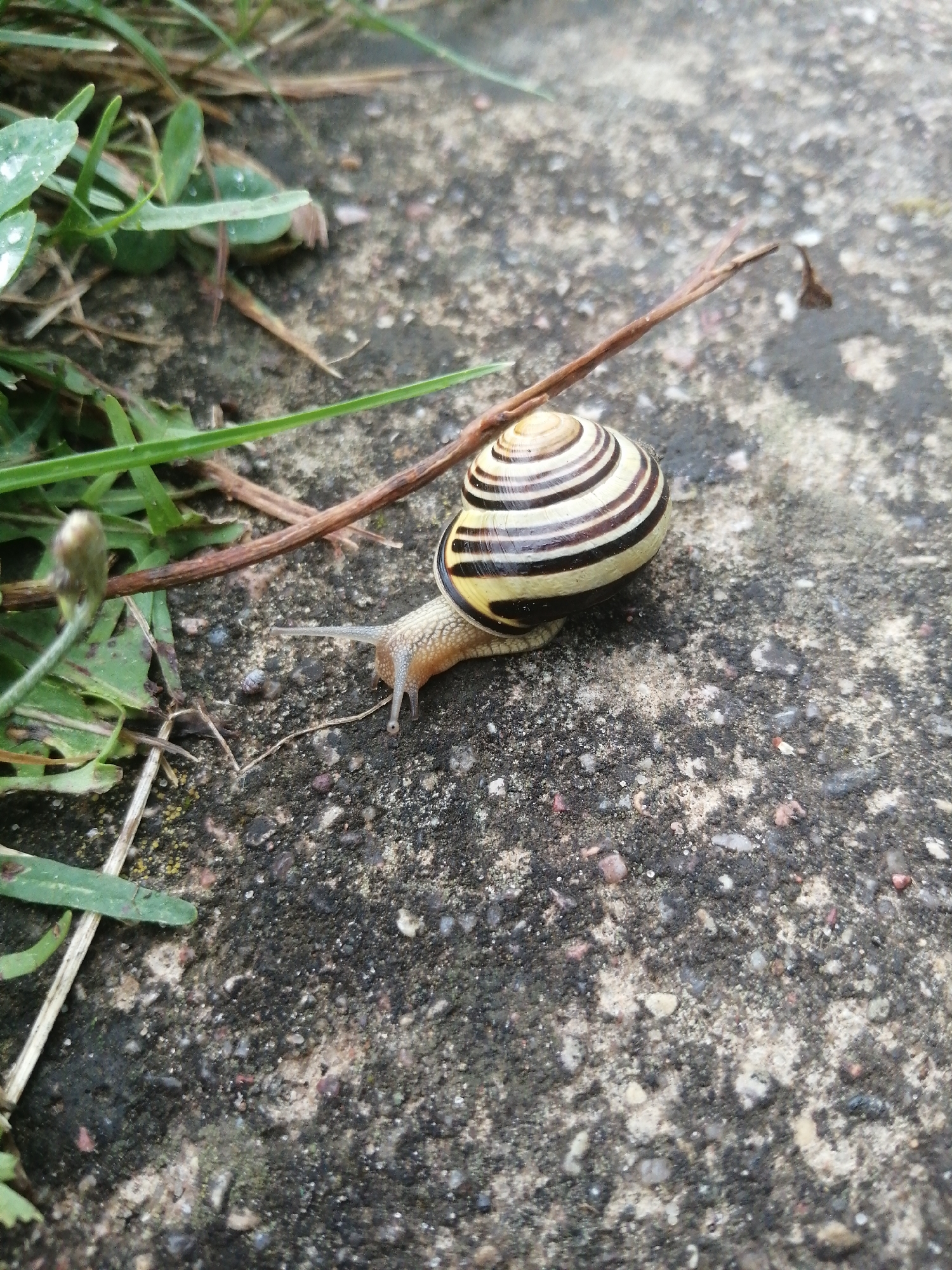 A snail with a distinctive yellow and black striped shell is crawling on a rough, grey, concrete surface. Green grass and a thin, brown twig are visible in the foreground. The snail is positioned to the right of the frame, with its antennae extended. The background is out of focus, with the concrete continuing to the edge of the image. No people or interactions are present. The scene appears to be outdoors in a natural or semi-natural environment, possibly a park or garden. The specific location in Slonim, Belarus, cannot be determined from the visual information alone.
