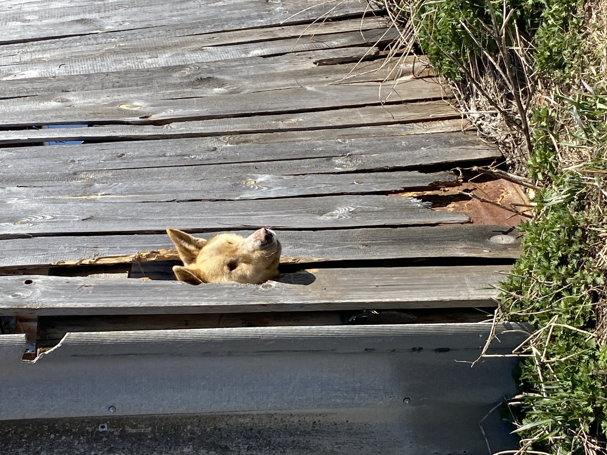 A dog's head and neck are emerging from a hole in a weathered, gray wooden structure resembling a deck or raised walkway. The dog is light brown and has its head tilted back with its eyes closed, seemingly relaxed. To the right of the wooden structure is dense green vegetation mixed with dry, brown branches. Underneath the wooden surface is a gray metal sheet or panel with visible seams and fasteners. The scene appears to be outdoors, with sunlight illuminating the subjects. The location is Кемуль, Russia.