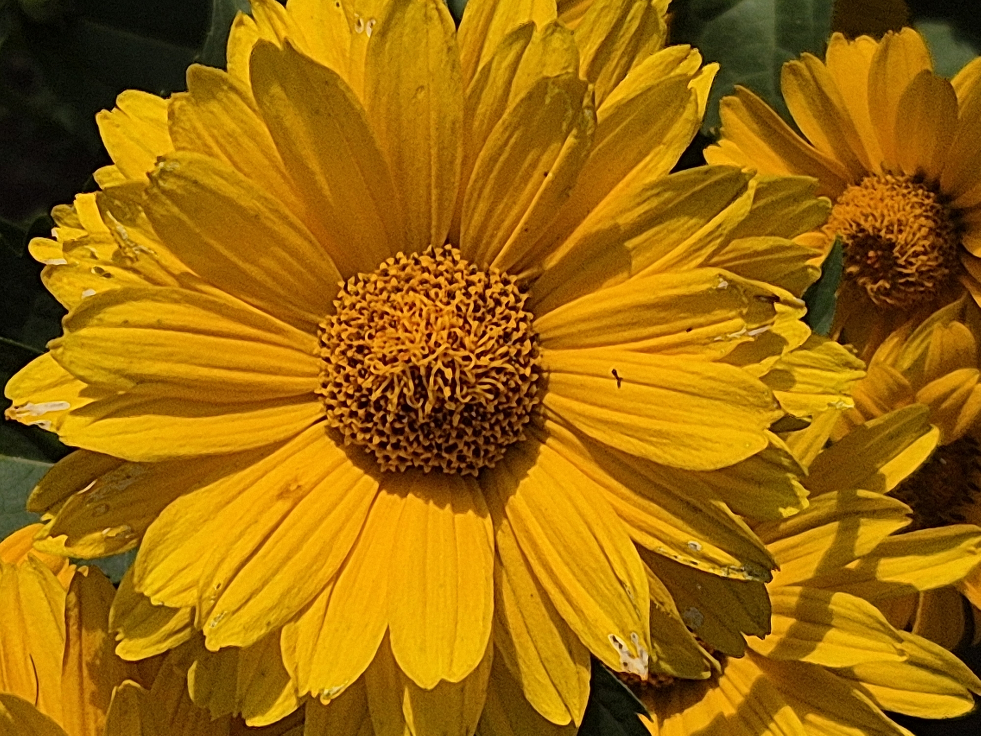 The image is a close-up, overhead view of several bright yellow daisy-like flowers, with a dark green, out-of-focus background. The main flower in the center of the frame is in sharp focus, revealing its detailed petals and central disk. The petals are elongated and pointed, with visible veins and subtle shadows that add depth. The central disk is composed of numerous small, bumpy florets, appearing dark brown and textured. Sunlight casts strong shadows on the petals, highlighting their contours. There are a few small dark specks, possibly insects or debris, visible on the petals. To the left and bottom of the main flower, other partially visible yellow flowers with similar characteristics are present. The environment appears to be an outdoor setting with natural light. No people, buildings, or city landmarks are visible, so its location in Kokshetau, Kazakhstan cannot be determined from the image alone.