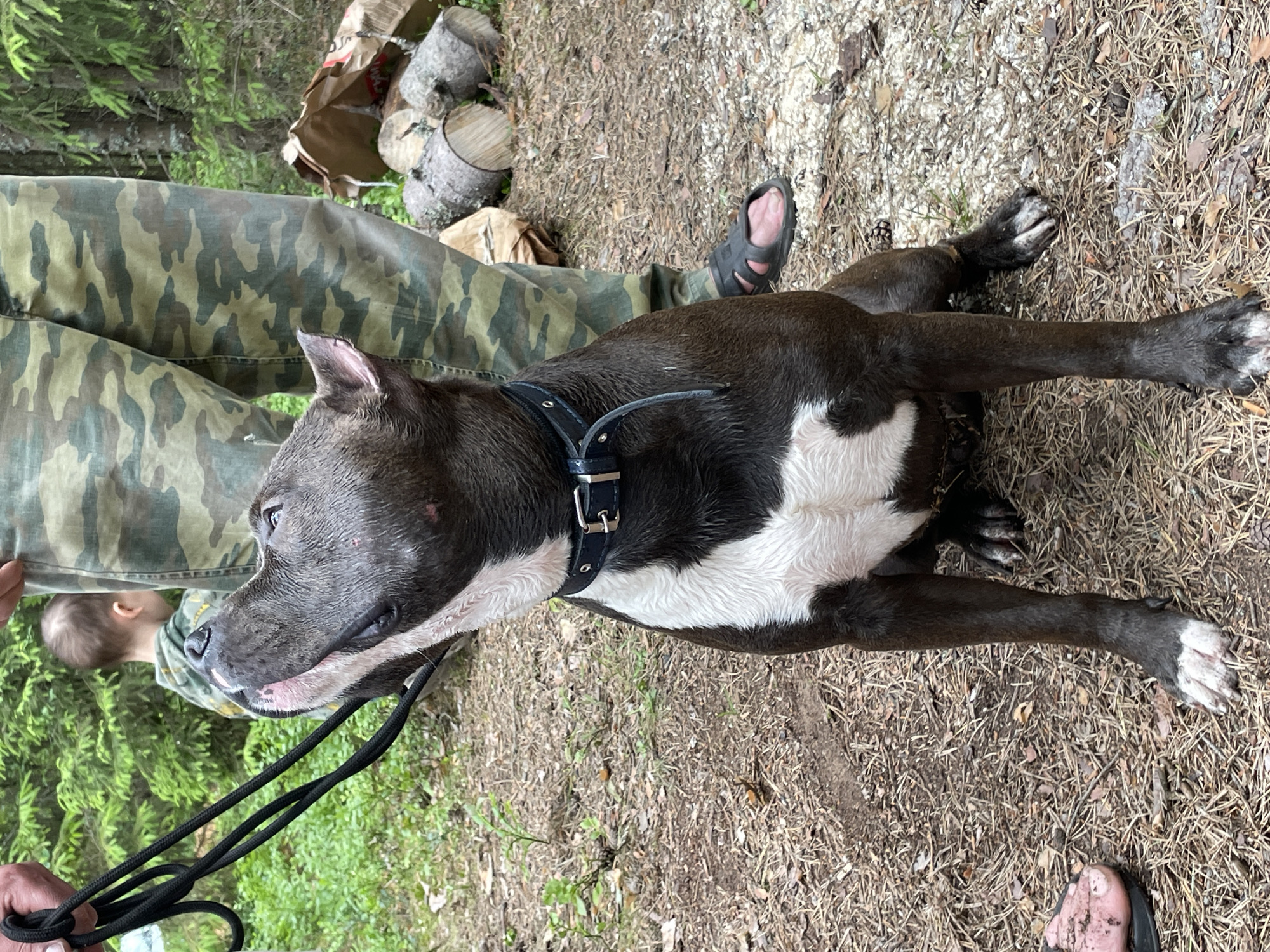 A dark-colored pit bull type dog with a white chest is sitting on the ground, looking upwards. The dog is wearing a black collar with a silver buckle. A black leash is held by an unseen person, whose hand is visible in the upper left corner of the frame. In the background, a person wearing camouflage pants stands near a pile of logs and a brown paper bag. Another person, a child, is partially visible behind the dog. The setting appears to be a wooded area with pine needles and dry leaves on the ground, consistent with the outskirts of Roshchino, Russia.