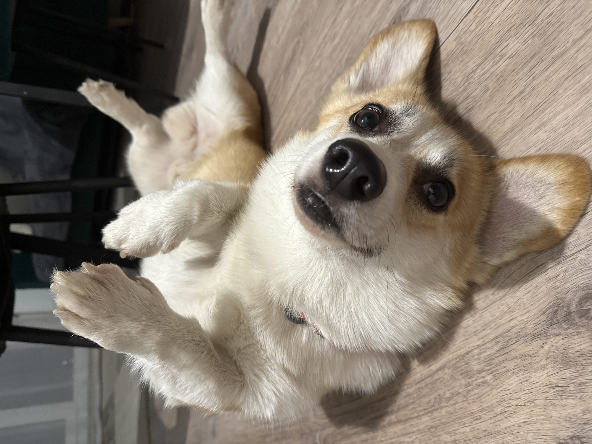 A corgi dog lies on its back on a wooden floor, looking up at the camera. Its front paws are raised in the air, and its hind legs are splayed out to the sides. The dog has white and tan fur, and its eyes are dark brown. The floor is made of light brown wooden planks. In the background, there are dark-colored chair legs visible. The image is taken from a low angle, making the dog appear larger than life.