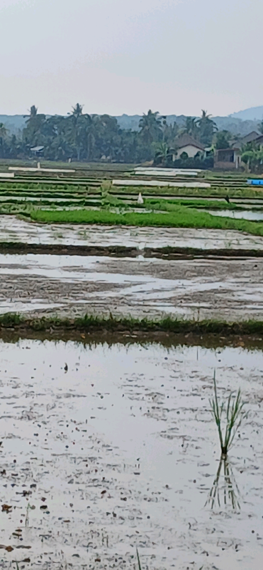 The image depicts a rice paddy field in Glumpangpayong, Indonesia, under an overcast sky. The field is divided into multiple rectangular plots, some of which are filled with water, reflecting the sky and surrounding elements. In the foreground, a thin stalk of green grass emerges from the muddy water. Further into the field, rows of freshly planted green rice seedlings are visible. In the background, a dense line of trees, including palm trees, forms a natural barrier. Beyond the trees, several houses and buildings with light-colored walls and dark roofs are scattered, suggesting a rural or semi-rural settlement. The overall scene is calm and depicts agricultural land preparation or early cultivation.