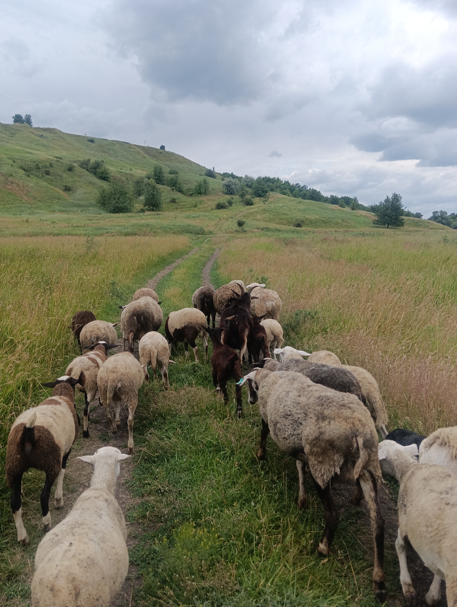 A flock of sheep walks along a dirt path through a grassy field. The field is surrounded by rolling hills covered in grass and scattered trees. The sky is overcast with gray clouds. The sheep are of various colors, including white, brown, and black. They are all walking in the same direction, away from the camera. The path is worn and dusty, indicating regular use. The overall impression is one of a rural, pastoral scene.