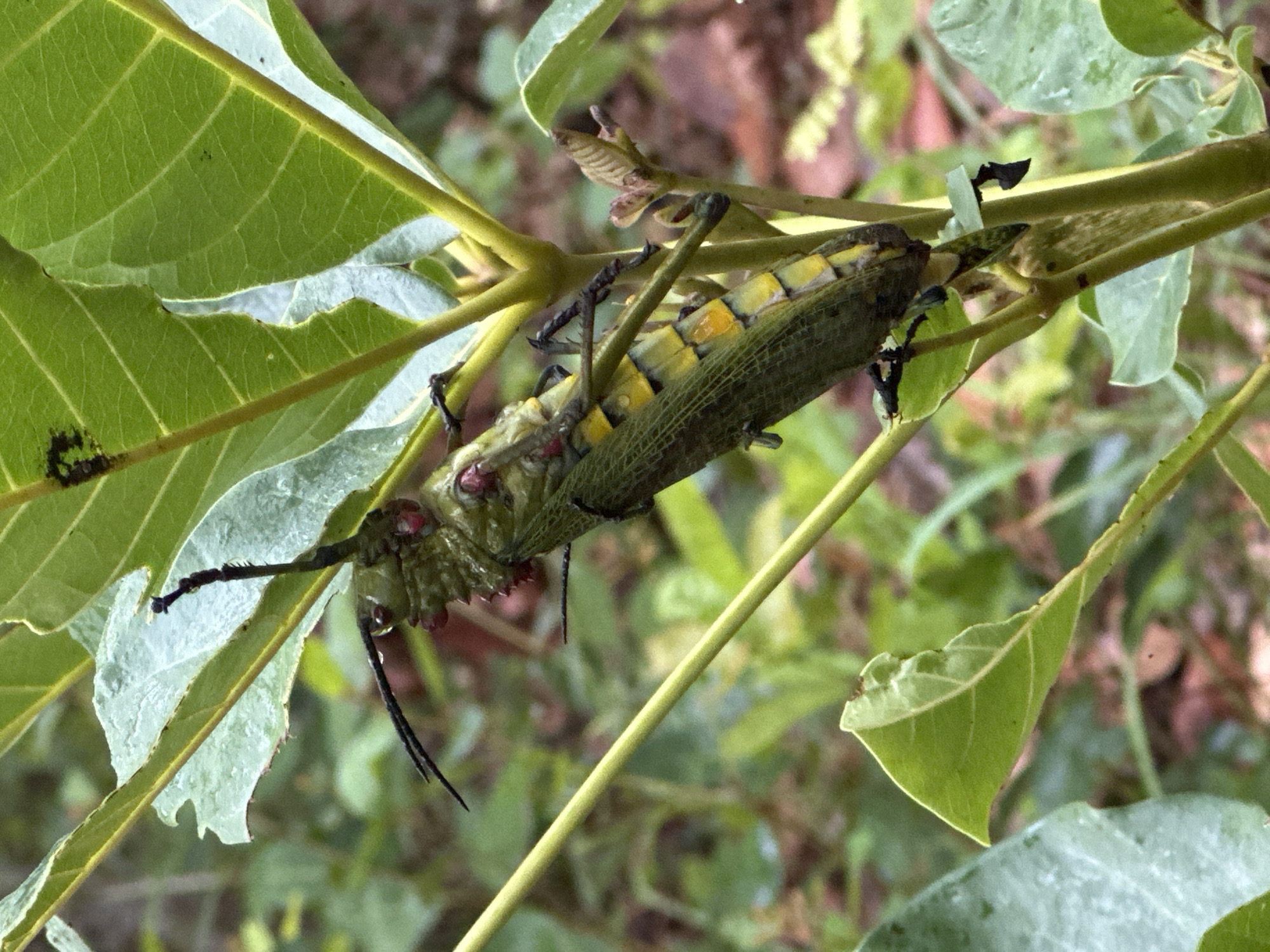 A large grasshopper is resting on a plant. The grasshopper is mostly green and yellow with black legs. The plant has long green leaves. The background is blurry with other green plants. The location is Unknown, Unknown.
