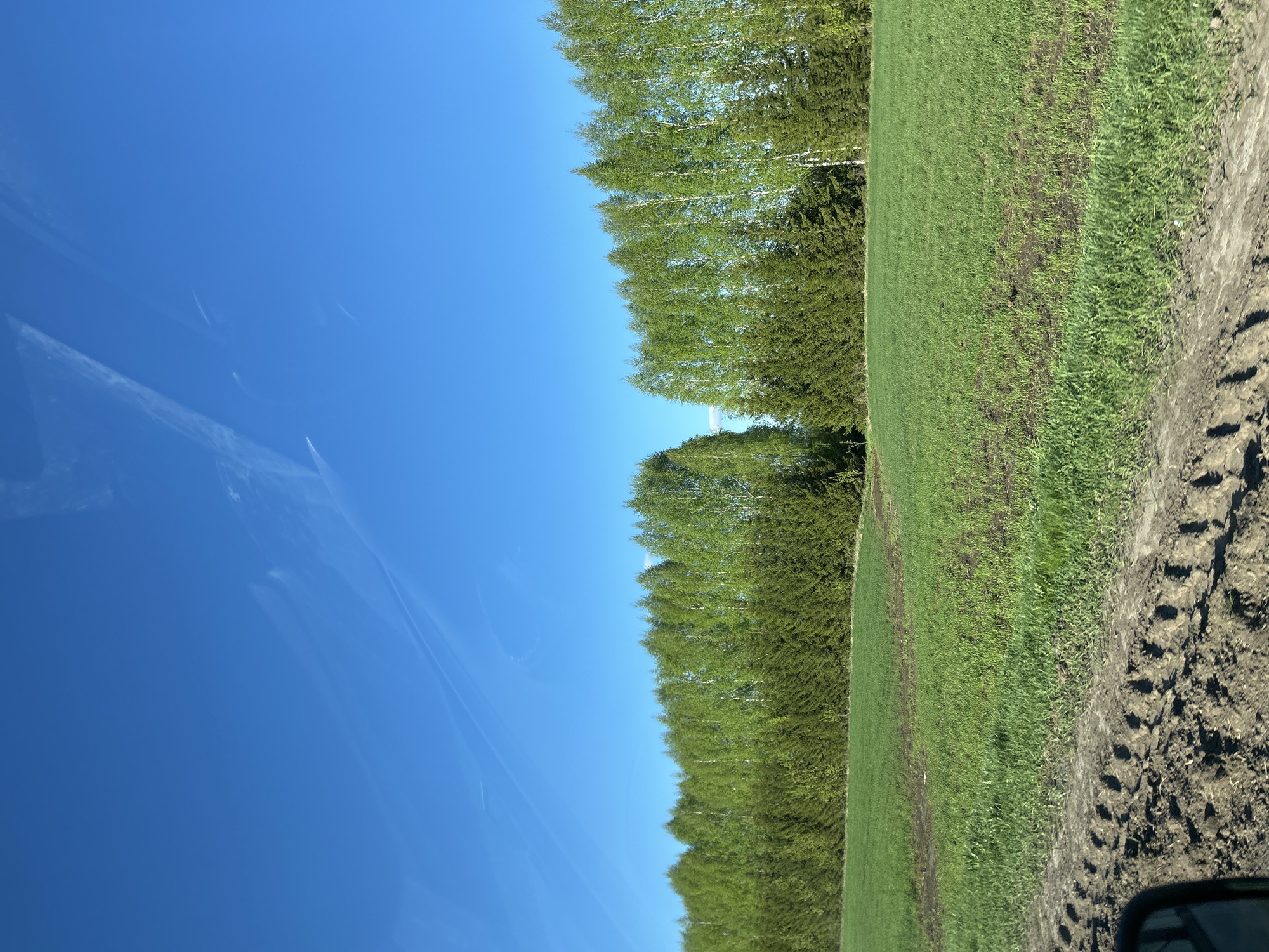 The image shows a landscape with a clear blue sky on the left side. Streaks are visible in the sky, likely from airplane contrails. A row of trees, with light-colored trunks and green foliage, runs along the middle of the image, separating the sky from a field on the right side. The field is primarily green, with some patches of darker soil and areas where tire tracks are visible along the right edge. The photograph's perspective suggests it was taken from a vehicle or a higher vantage point. There is no information to determine the location is in the city of Терси, Russia.