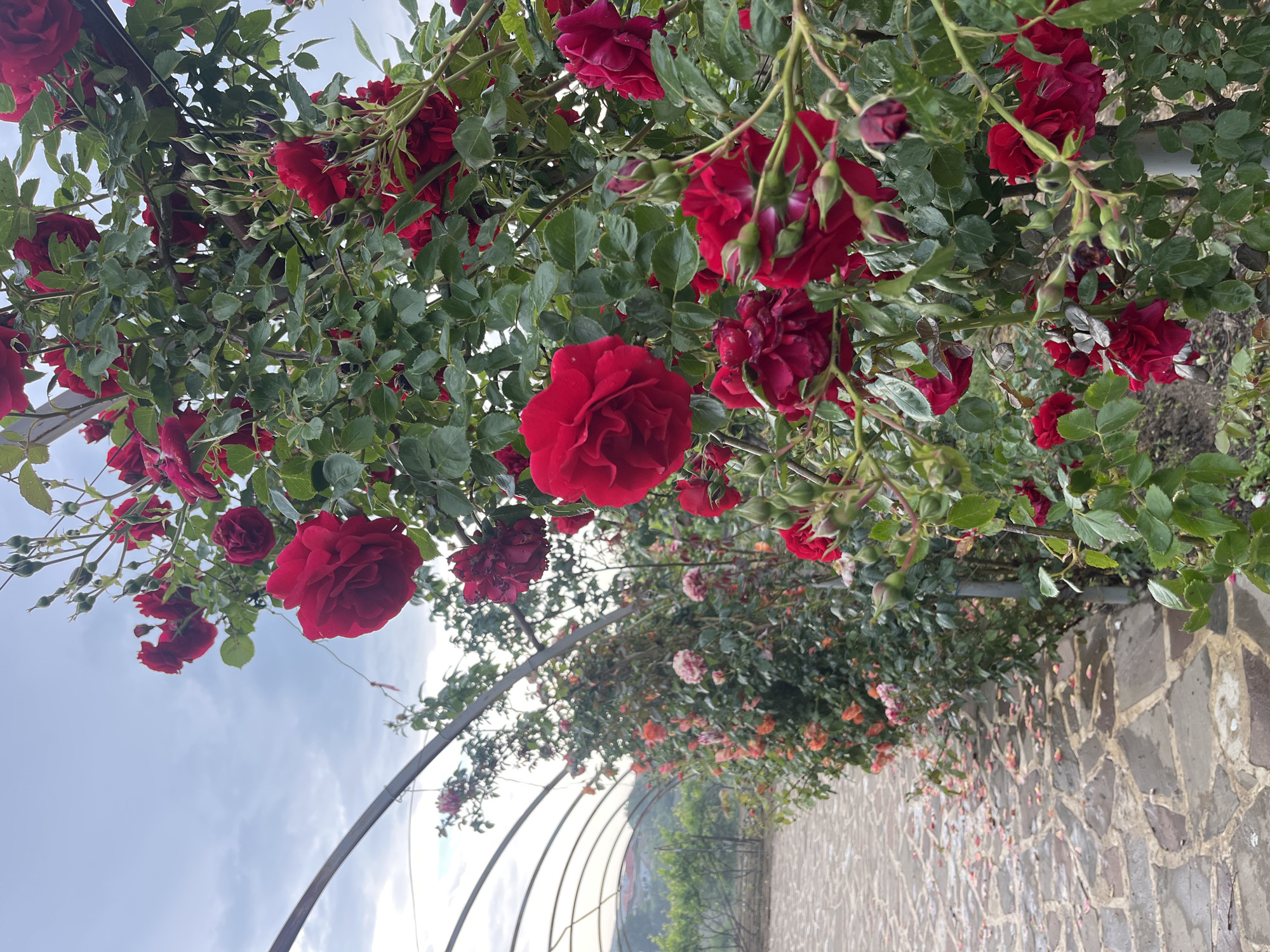 The image shows a rose garden in Miatli, Russia. Red roses are in full bloom on a trellis, with their greenery reaching towards the sky, where wisps of clouds are visible. The trellis forms an archway. On the ground is a stone path leading away from the camera's point of view. Along the path, there are more roses of orange and pink colors.