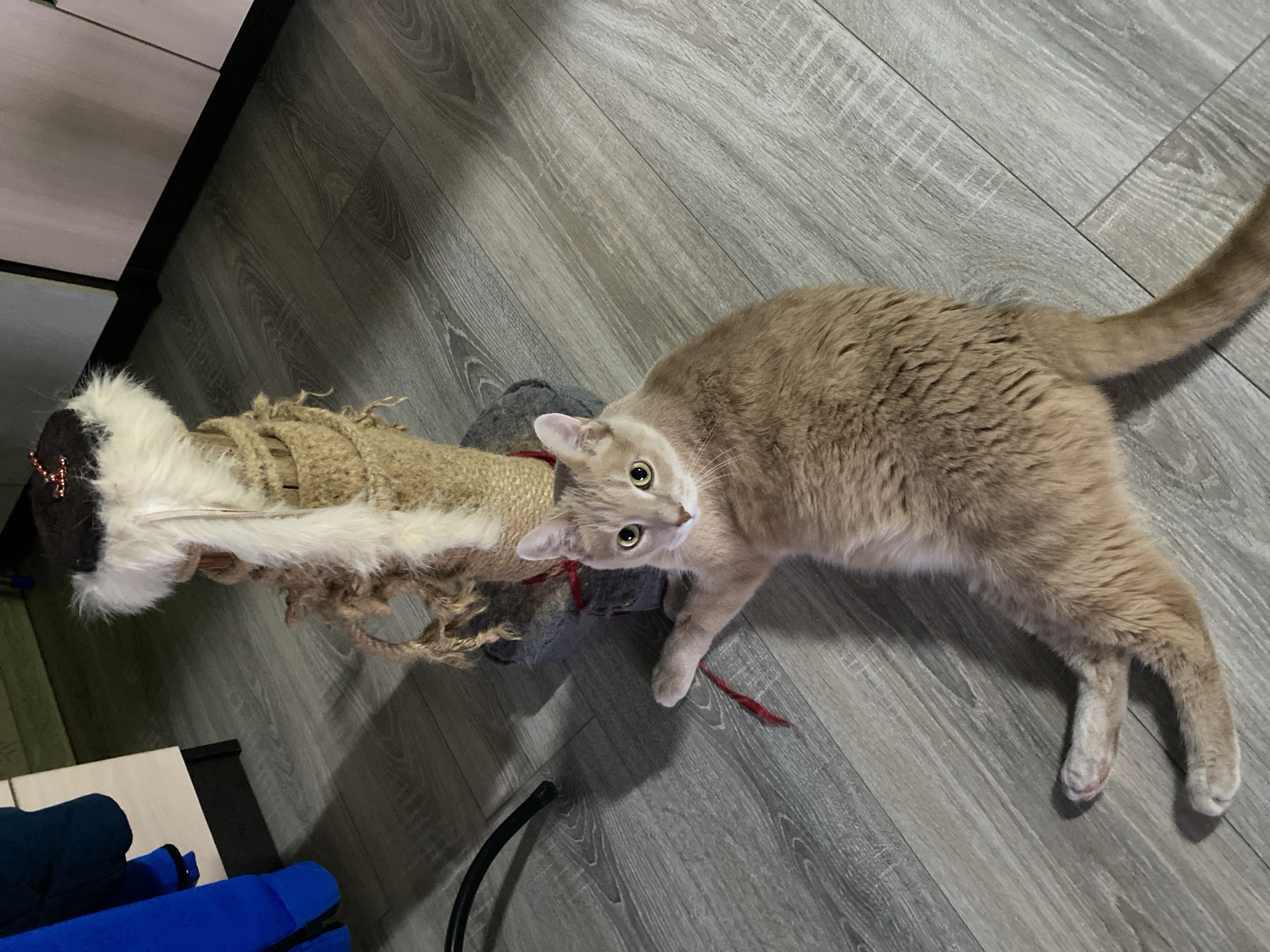 A light-brown domestic cat lies on a grey wood-grain floor, next to a scratching post. The scratching post is covered in brown rope and has a white, furry top. The cat looks up towards the camera. The location is likely an interior space in an urban setting, possibly Chaikovsky, Russia.