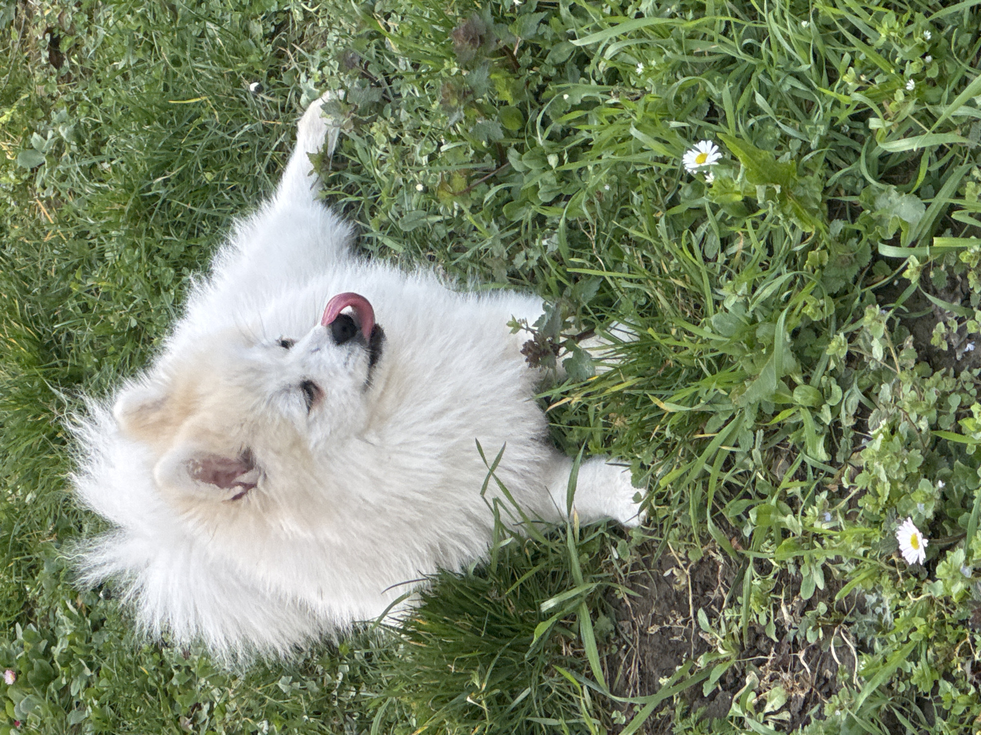 A white and cream-colored fluffy canine, consistent with a Pomeranian breed type, is depicted lying on its belly on an outdoor patch of mixed grass and dirt in Yasen, Bulgaria. The dog is positioned with its head turned to the right, and its pink tongue is extended to touch its black nose. The canine's fur is thick and shaggy, particularly around its neck and back. The ground cover consists of green grass, interspersed with areas of dark brown soil and various broad-leafed weeds. Multiple small white flowers with yellow centers, resembling daisies, are visible within the grassy environment.