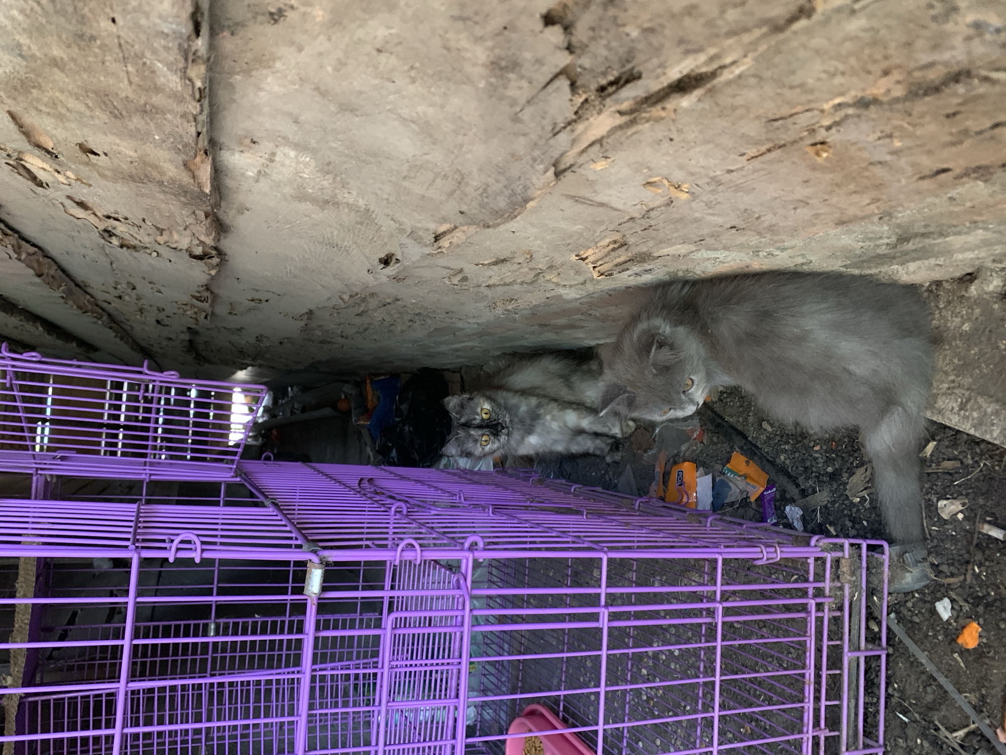 Two cats, one adult and one kitten, are positioned in a narrow, cluttered space between a purple metal cage and a rough, textured wall. The adult cat, with tortoiseshell markings and yellow eyes, sits further back and looks directly at the camera. The kitten, entirely grey, is closer to the foreground, facing towards the left and slightly away from the camera. The cage is partially visible on the left, with a pink food bowl inside containing kibble. The ground is covered in dirt, debris, and scattered orange and yellow wrappers. The wall on the right appears weathered and damaged, with visible wood grain and peeling material. The overall environment suggests an outdoor or semi-outdoor setting, possibly in an alley or a neglected area. The specific location within Meunasahlhok, Indonesia, is not discernible from the visual information provided.