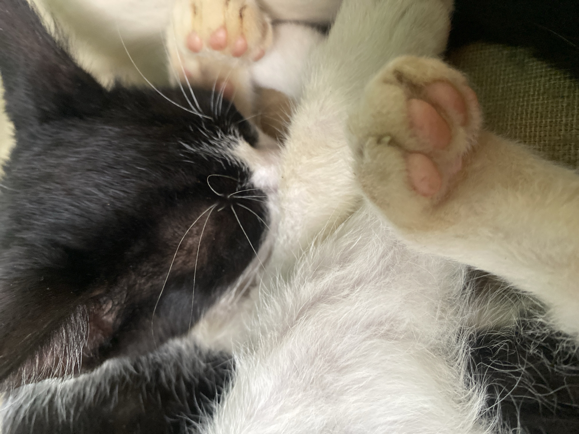 A black and white cat is sleeping. The cat is lying on its side, with its paws tucked under its body. The cat's face is visible, and its eyes are closed. The cat's fur is soft and fluffy. The cat's paws are pink. The background is blurry and out of focus. No specific location information is discernible from this image. There is no indication of a location in Tinaquillo, Venezuela.