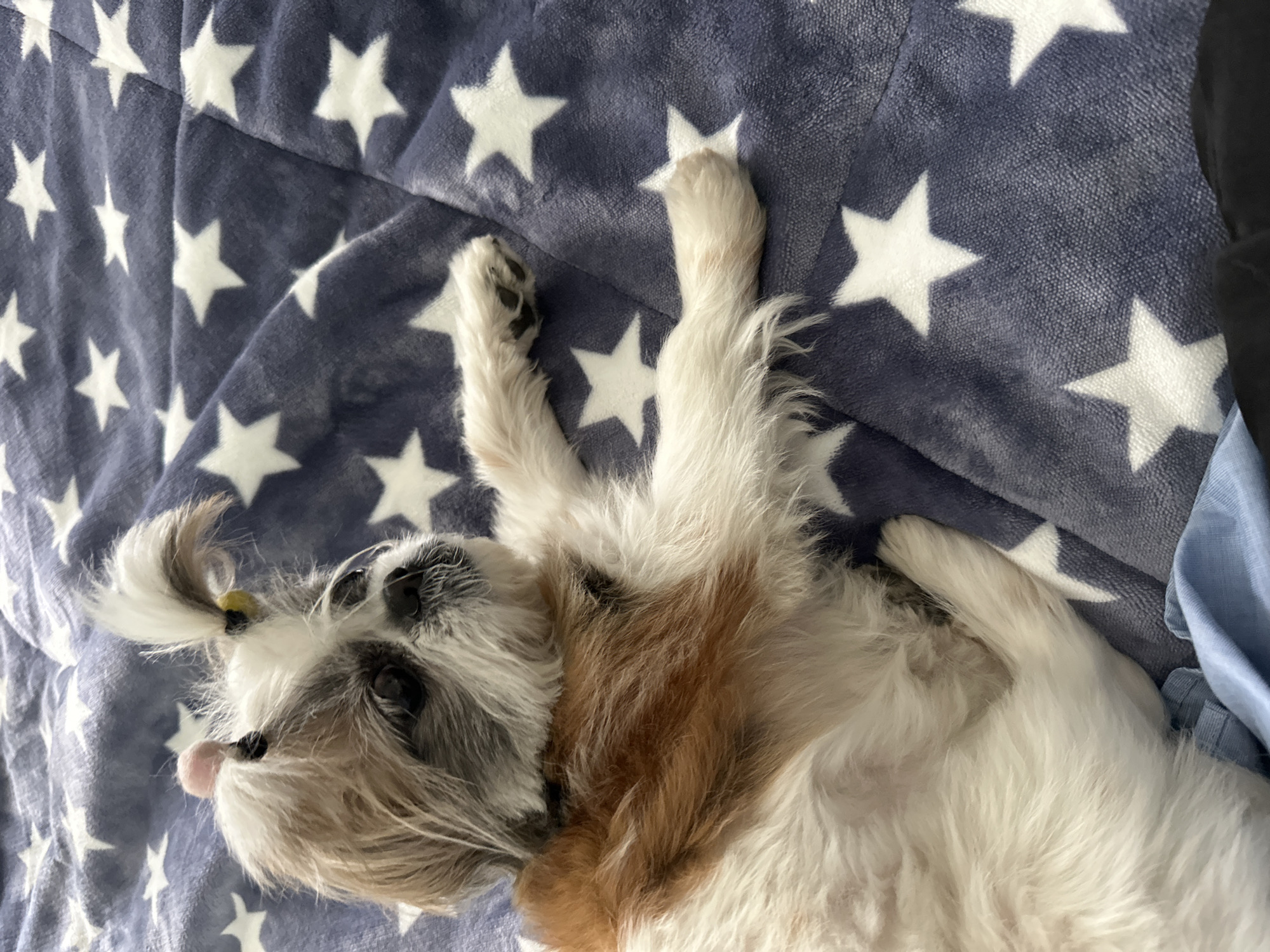 A tan and white Shih Tzu dog with a black nose and brown eyes is lying on its back on a blue blanket with white stars. Its front paws are raised in the air. The dog has a small yellow hair tie in its hair. The location is unknown and not specified.