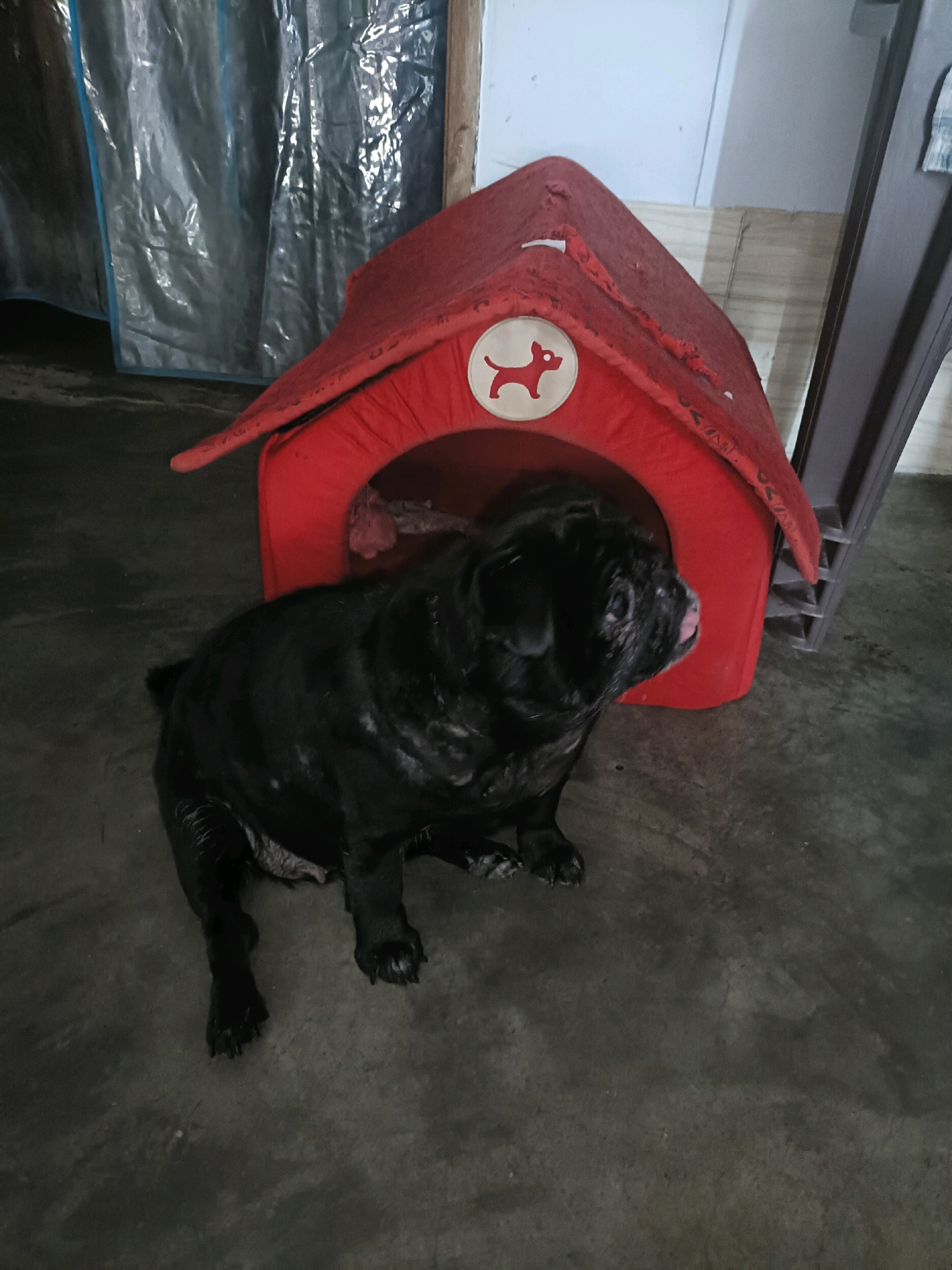A black pug with wet fur sits on a dark gray concrete floor in front of a red, tent-like dog house. The dog house has a white circular emblem with a dog silhouette on its front. Behind the dog and dog house, a blue plastic tarp is visible, along with a wooden beam and part of a white wall. The scene appears to be indoors, possibly in a garage or shed, in Mohanlalganj, India. The lighting is dim, casting shadows on the floor.