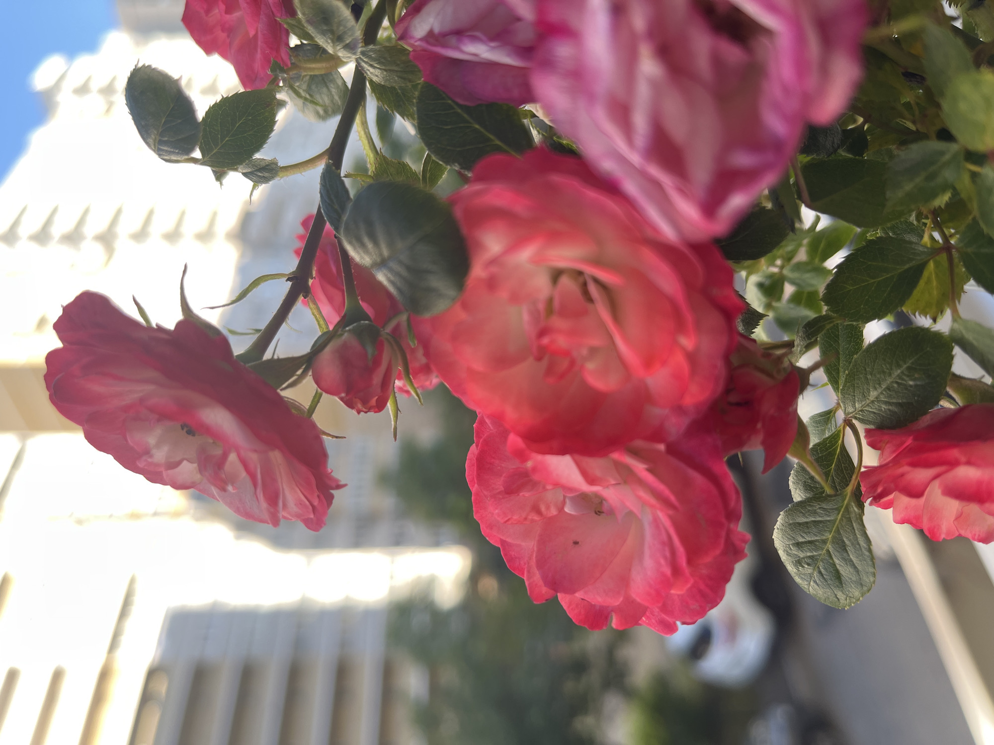 The image is a close-up, vertically oriented photograph featuring several pink roses and their green foliage. The dominant subjects are multiple roses in various stages of bloom, with petals ranging from vibrant fuchsia pink at their outer edges to lighter pink or white towards their centers. Some roses are fully open, showcasing their intricate, ruffled petals, while others appear as tight buds or partially unfurled blooms. Dark green leaves and parts of thorny stems are visible among the flowers, some rendered with sharp detail, others softly blurred.
The background is heavily out of focus but shows bright, overexposed areas indicative of strong sunlight reflecting off light-colored architectural elements, such as building facades or balconies with vertical railings. A clear patch of blue sky is visible in the upper left corner. The intense backlighting and bright highlights on the flowers, contrasted with the brilliant background, suggest a clear and sunny day, likely during late morning or early afternoon. No people or text are visible in the image. The scene captures natural beauty in an urban environment, consistent with the context of Krasnodar, Russia.