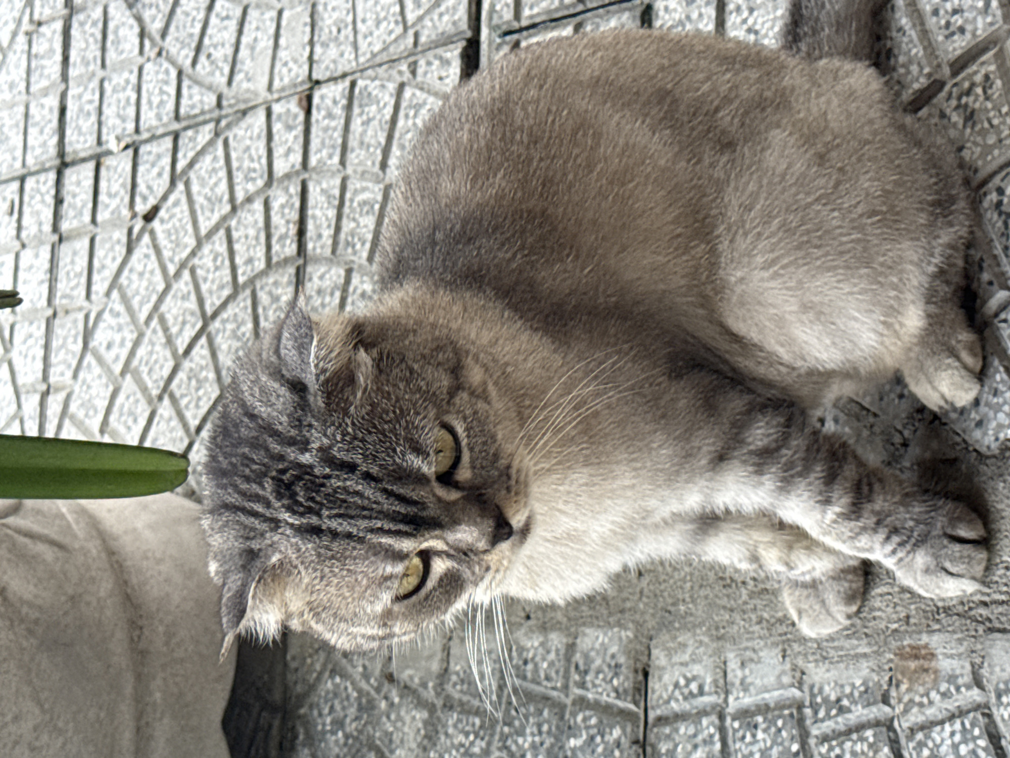 A gray, short-haired cat lies on a light gray tiled surface. The tiles are patterned with a square grid. The cat is positioned diagonally, with its head towards the left of the frame and body extending towards the top right. The cat is looking downward and to the right. There is a green leaf or stalk of a plant partially visible on the lower left edge, suggesting a plant nearby. The location is likely outdoors based on the tile pattern and the presence of the plant, but the exact location in Đà Nẵng, Vietnam, cannot be determined from the image.