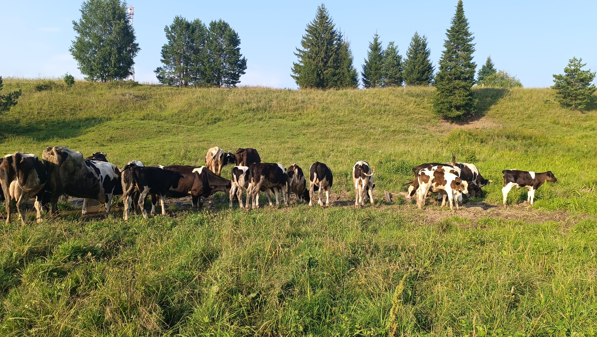 A herd of black and white cows and calves graze in a grassy field. The field is sloped, with a line of trees and a cell tower visible on the horizon. The sky is clear and blue.