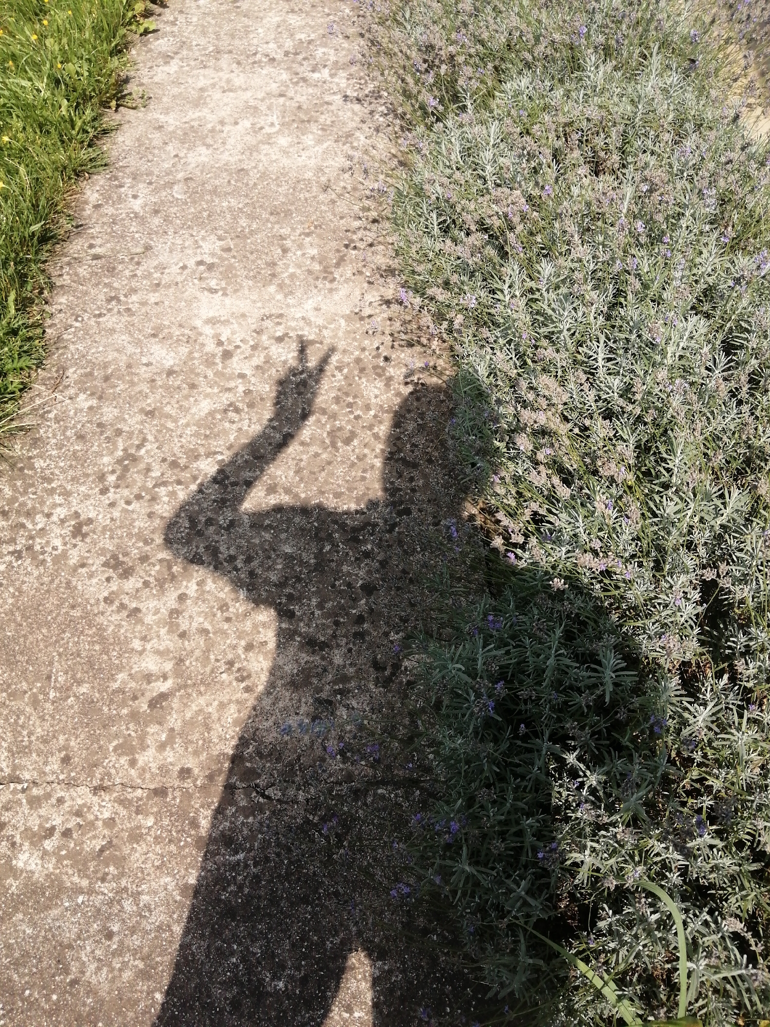 A shadow of a person is cast on a concrete path next to a lavender bush in Slonim, Belarus. The person's shadow is making a peace sign with their fingers. The path is cracked in places, and there is grass on the left side of the path. The lavender bush is full of small purple flowers. The image is taken from a high angle, looking down at the path and the bush.