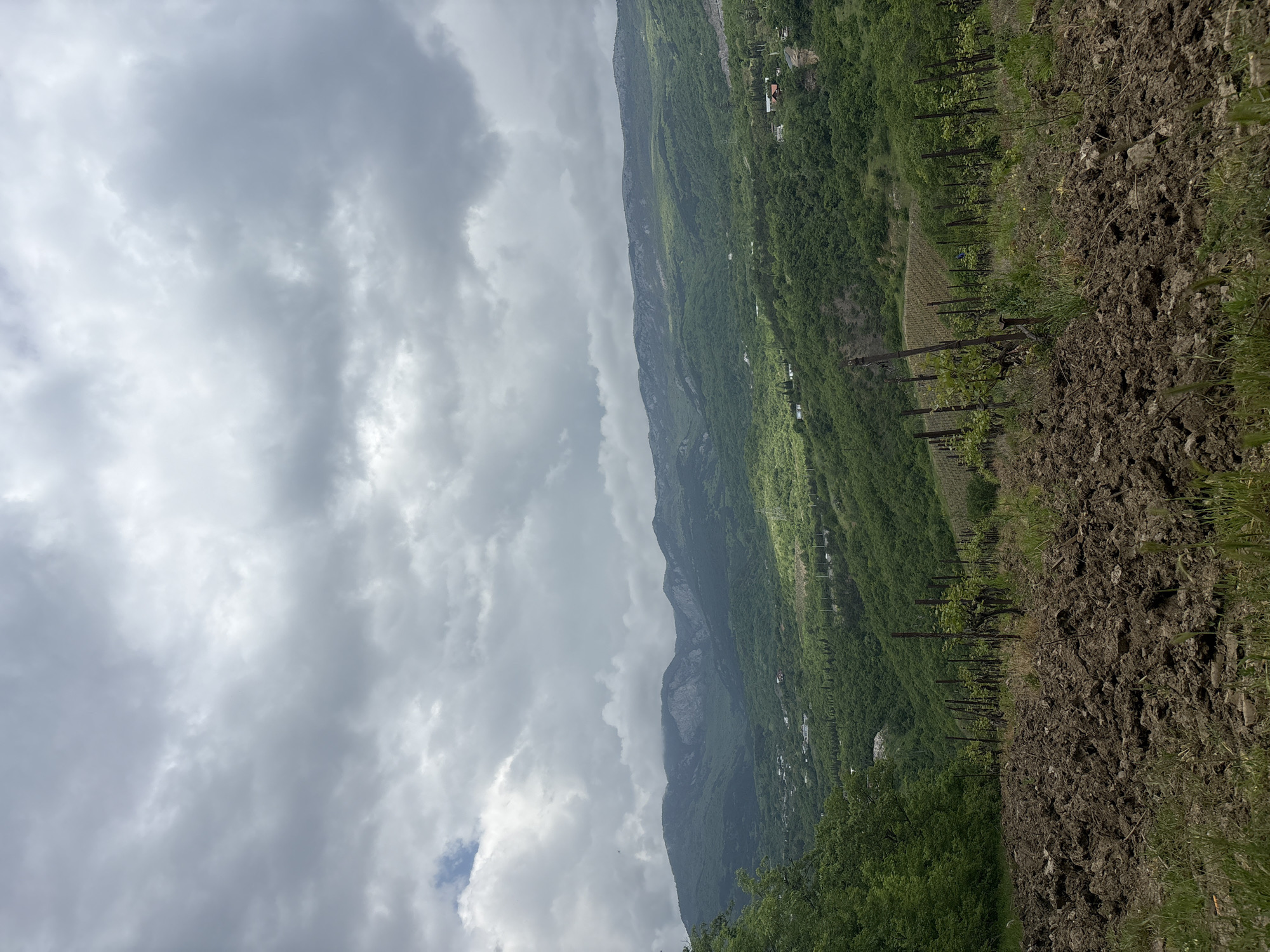 The image presents a landscape featuring a mountain range under a cloudy sky. The foreground displays a cultivated field, possibly a vineyard, with rows of young plants supported by stakes. The middle ground transitions into a steep, densely forested mountainside dotted with sparse buildings. The background showcases a series of mountains, partially obscured by clouds. While the image does not contain explicit information connecting it to Pushkino, Ukraine, the landscape is consistent with mountainous regions potentially found in Ukraine. There are no people visible in the image.