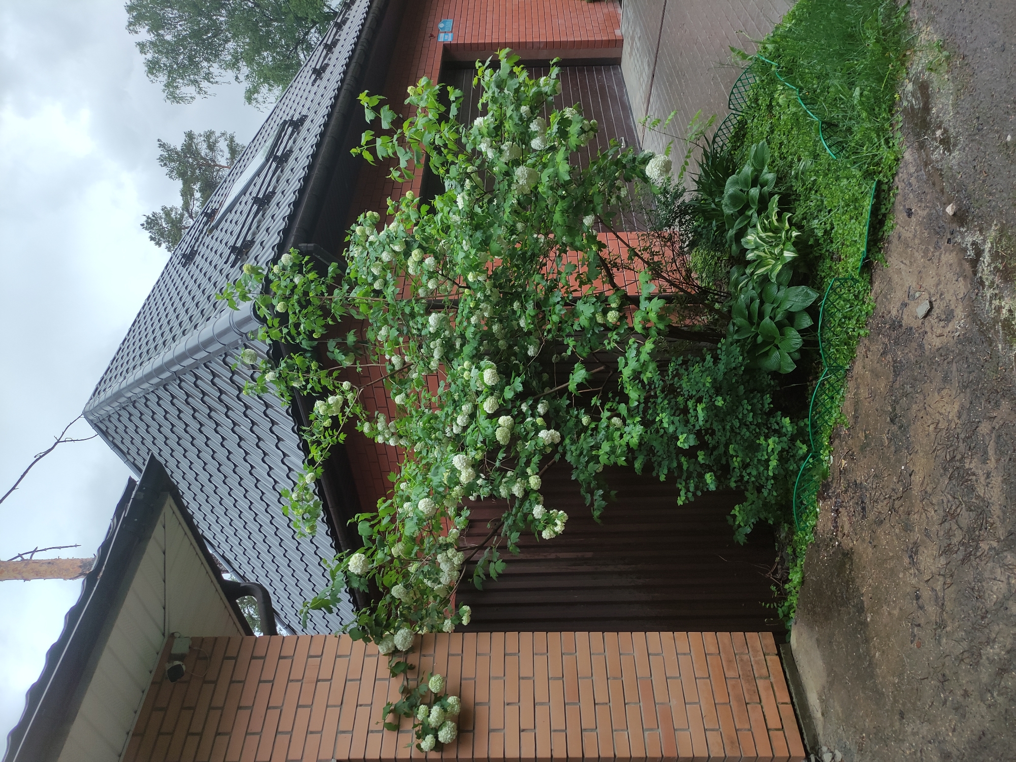 The image depicts the exterior of a building, likely a house, located in Kratovo, Russia. The house features a red brick facade on the lower portion, with a brown corrugated metal structure above. A large snowball bush (Viburnum opulus 'Roseum') covered in white globular flower clusters dominates the scene, growing in front of the building. A variety of green plants, including hostas and ground cover, are present at the base of the bush and along the edge of the concrete walkway. The roof of the building is tiled in dark gray. The sky is overcast. The walkway appears wet, suggesting recent rain.